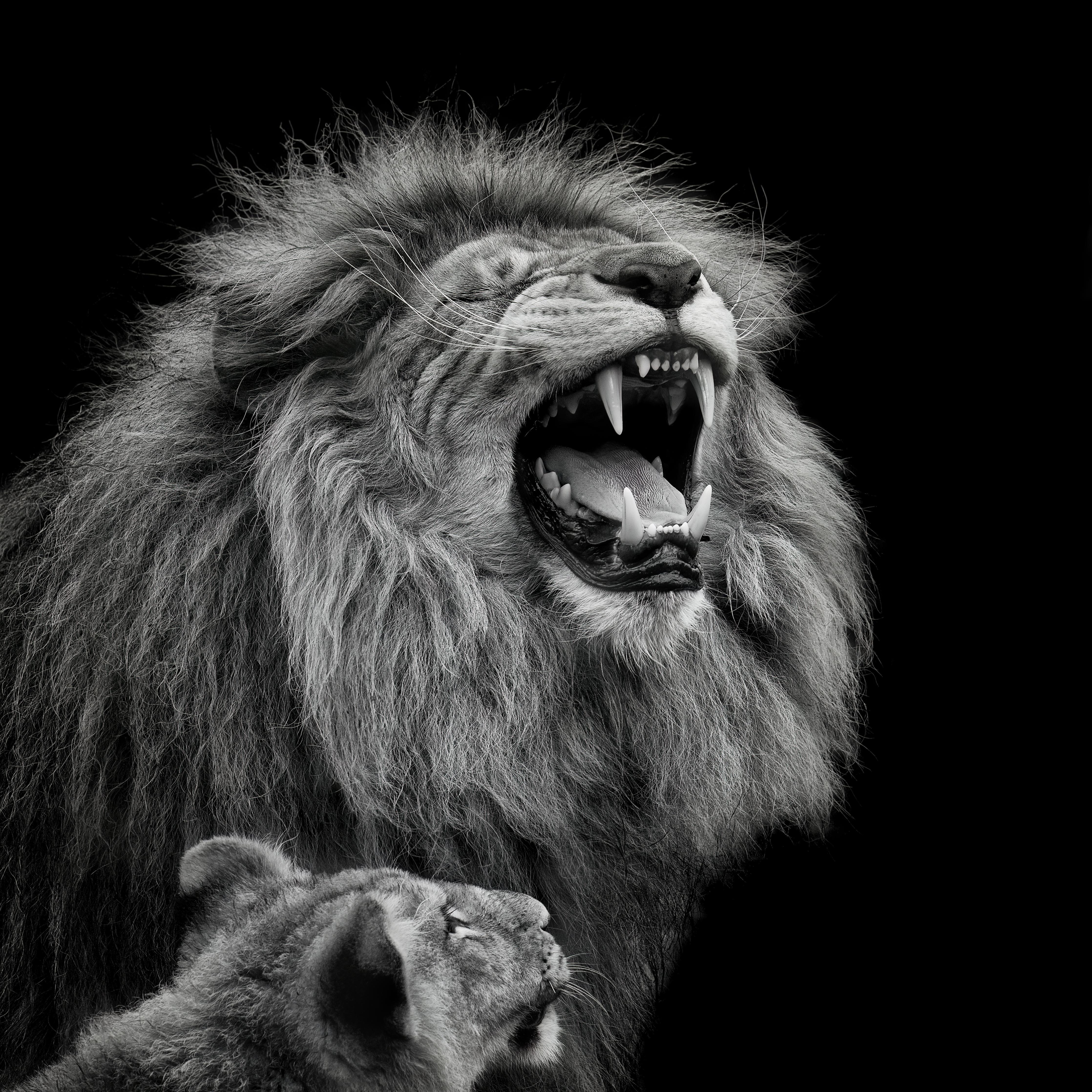 Spritzschutz-Wildtiere auf schwarzem Hintergrund