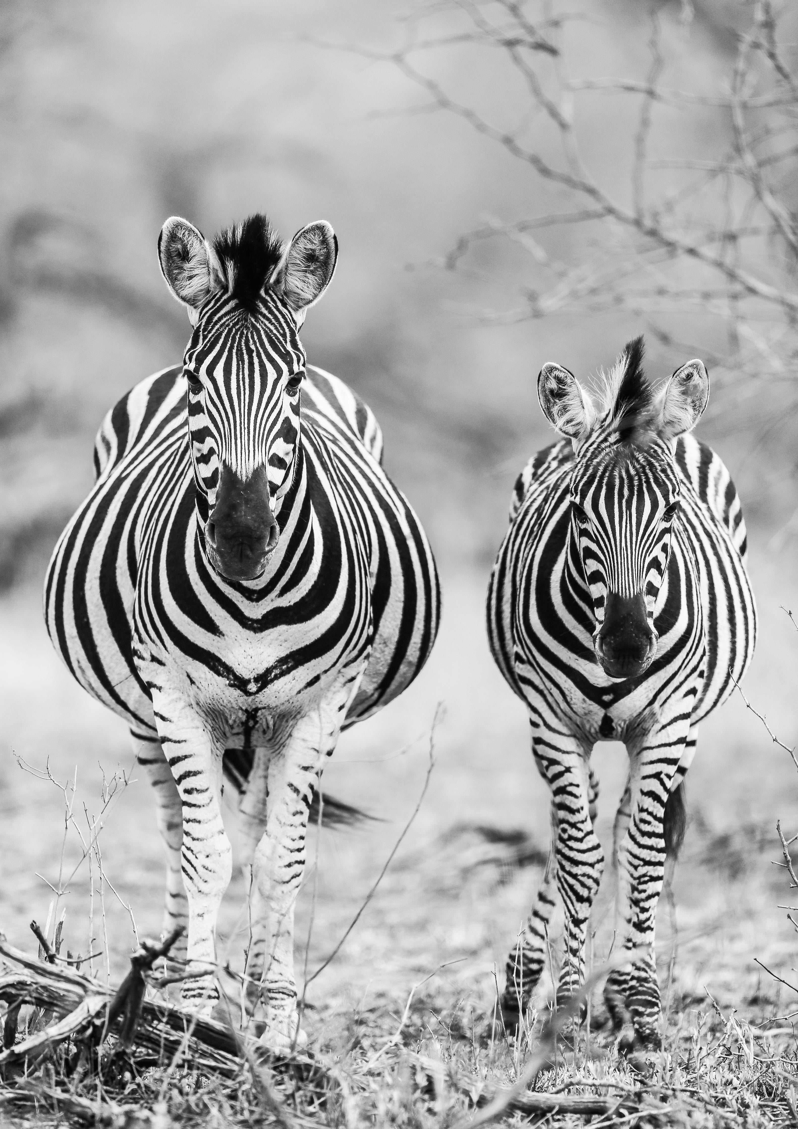 Spritzschutz-Zebrapaar in Schwarz-Weiß-Kontrast