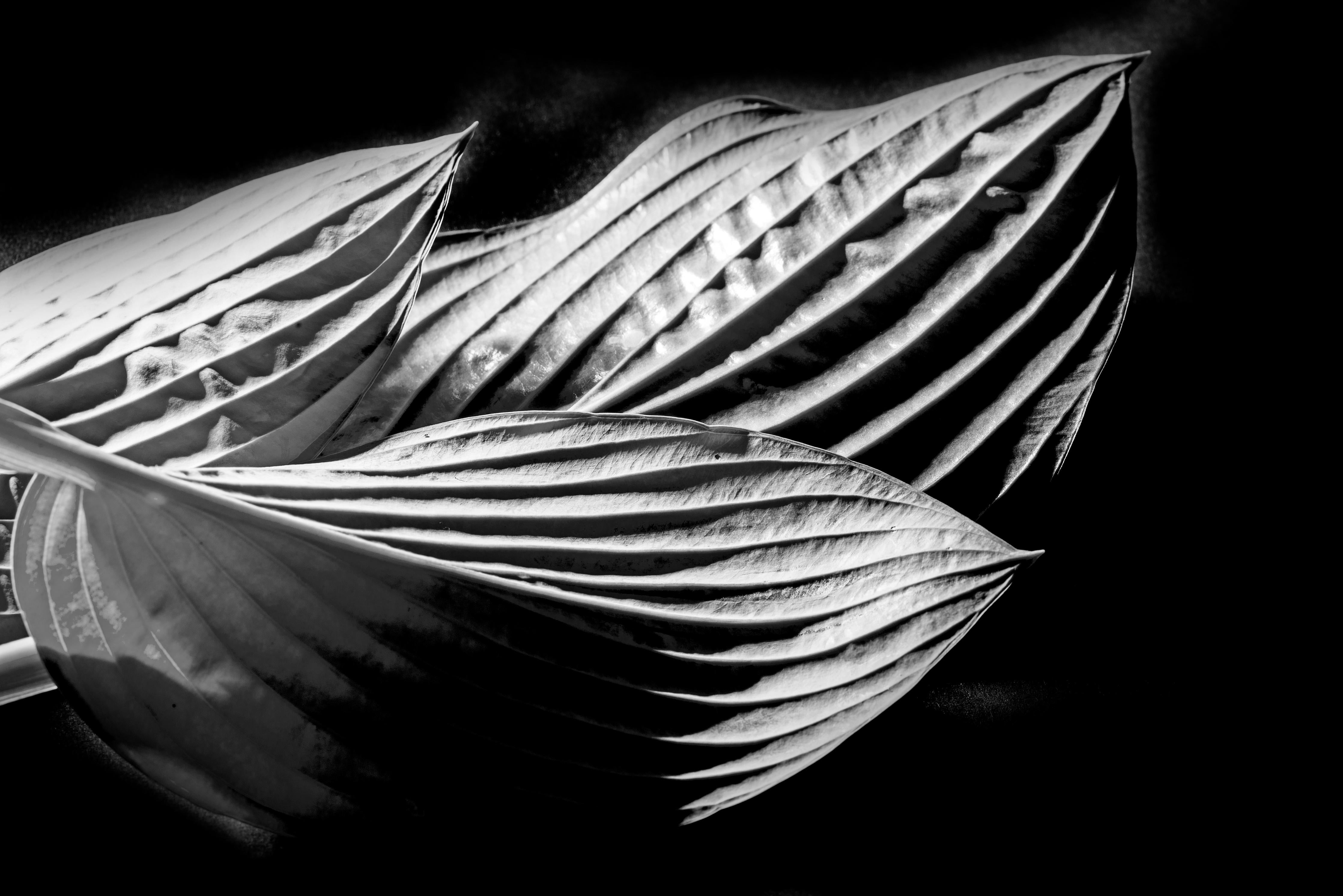 Spritzschutz-drei Blätter auf dunklem Hintergrund