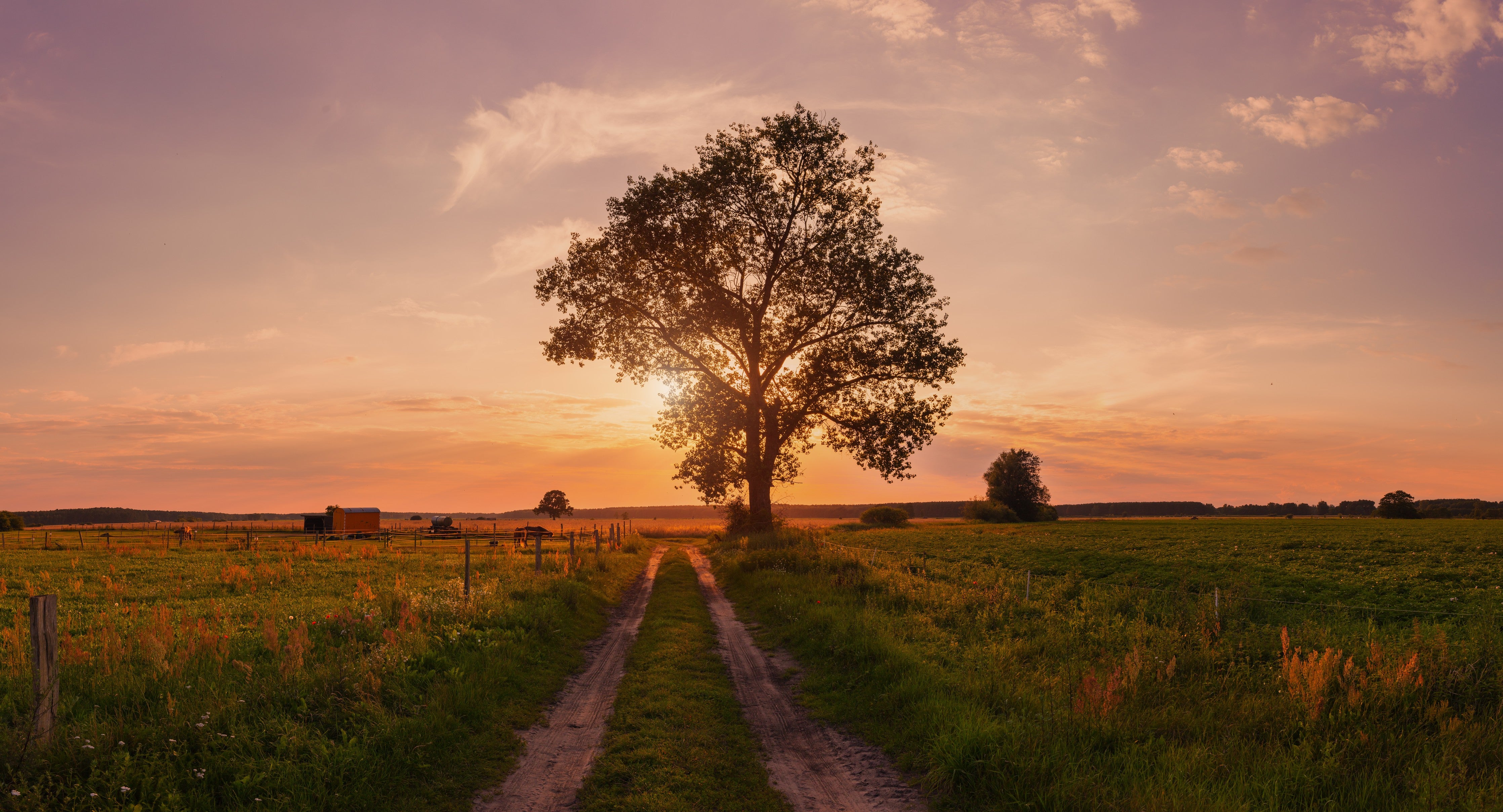 WC-Rückwand-Baumallee im Sonnenuntergang – Landschaft