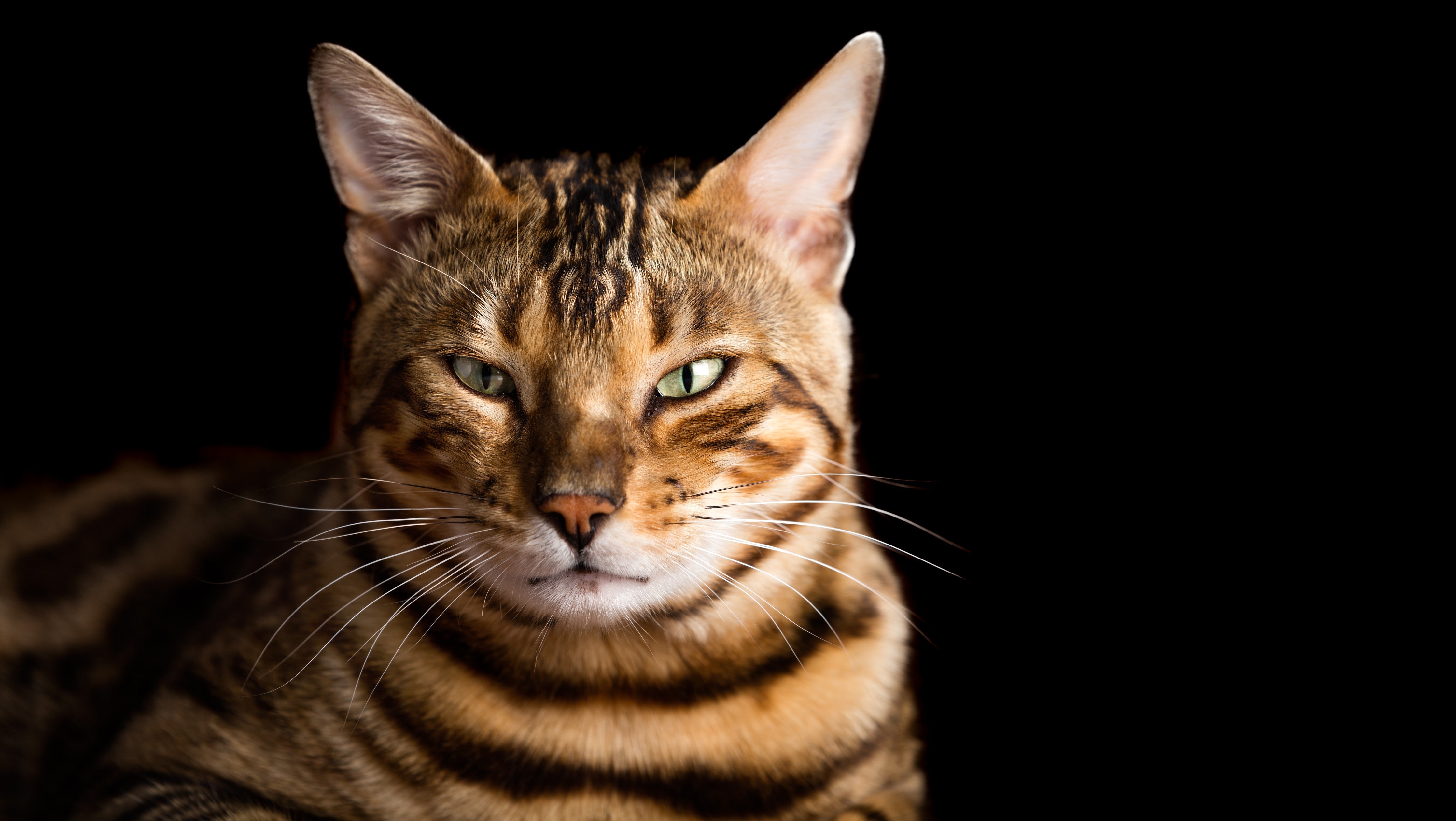 WC-Rückwand-Bengalkatze auf schwarzem Hintergrund