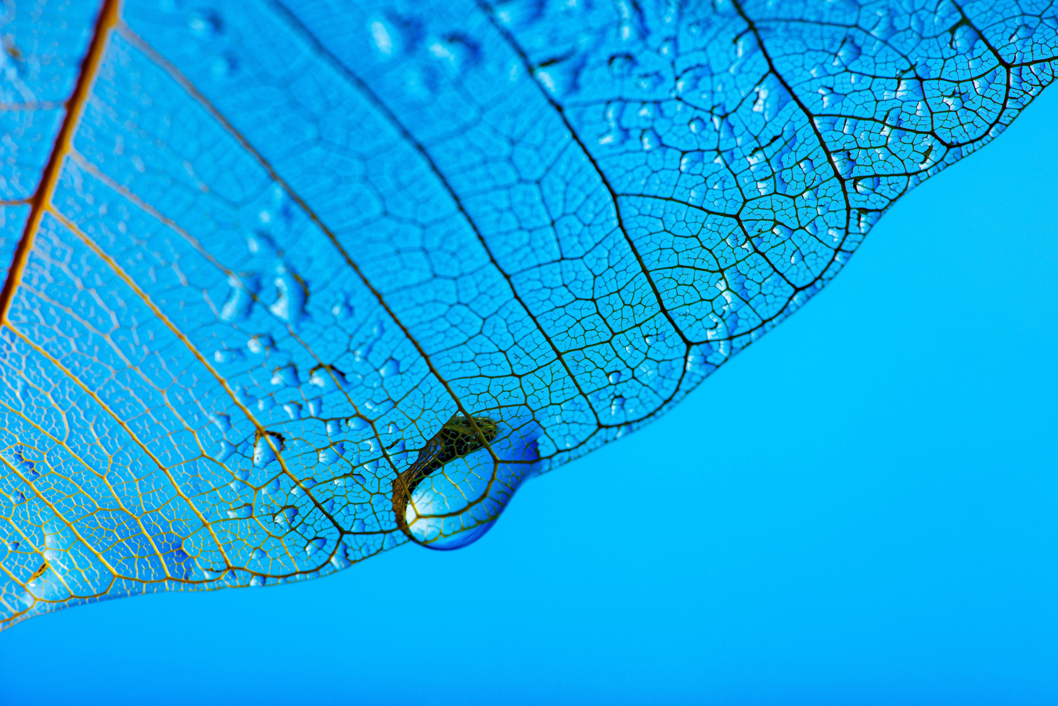 WC-Rückwand-Blaues Blatt mit Wasserperlen