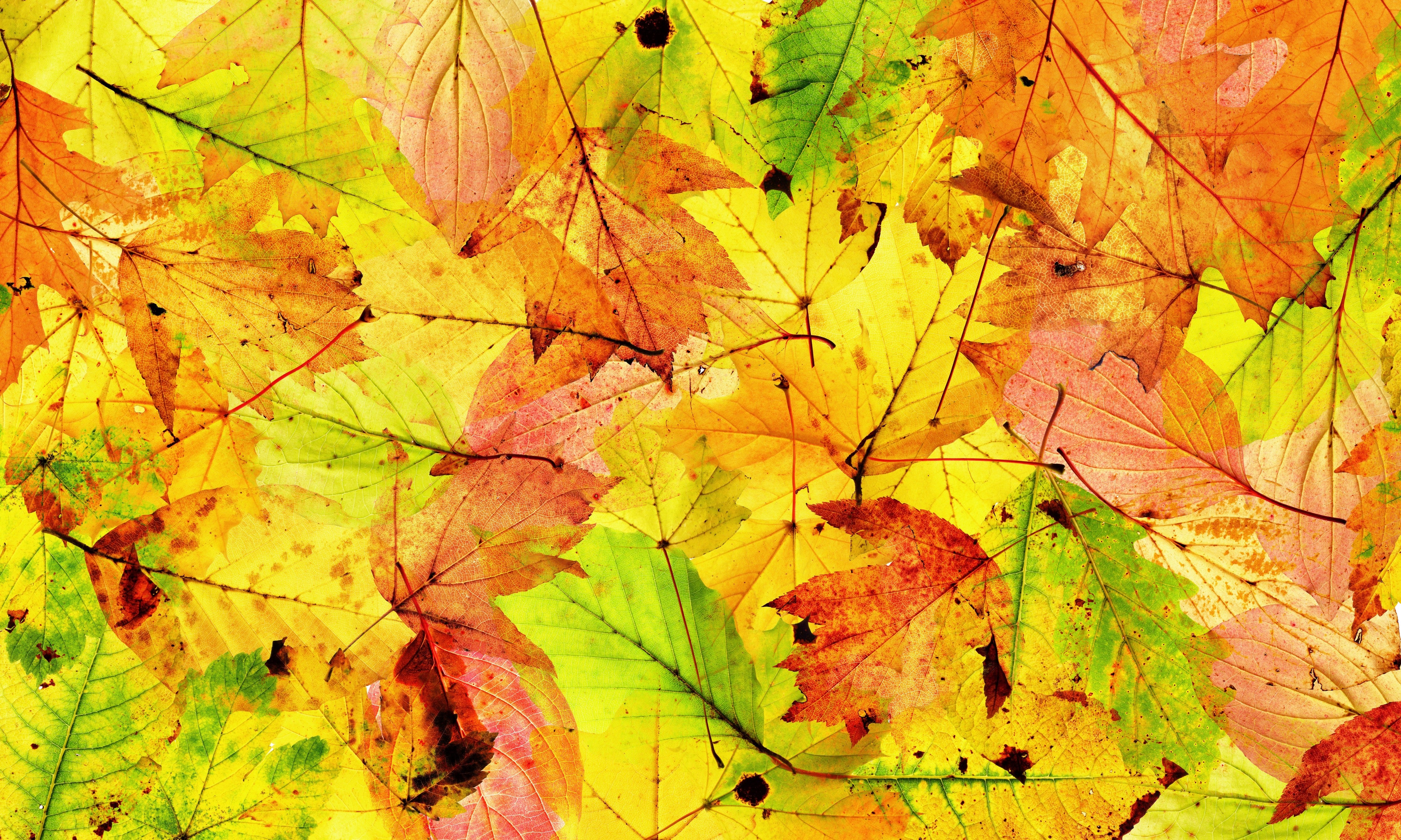 WC-Rückwand-Bunte Herbstblätter – Natur Collage