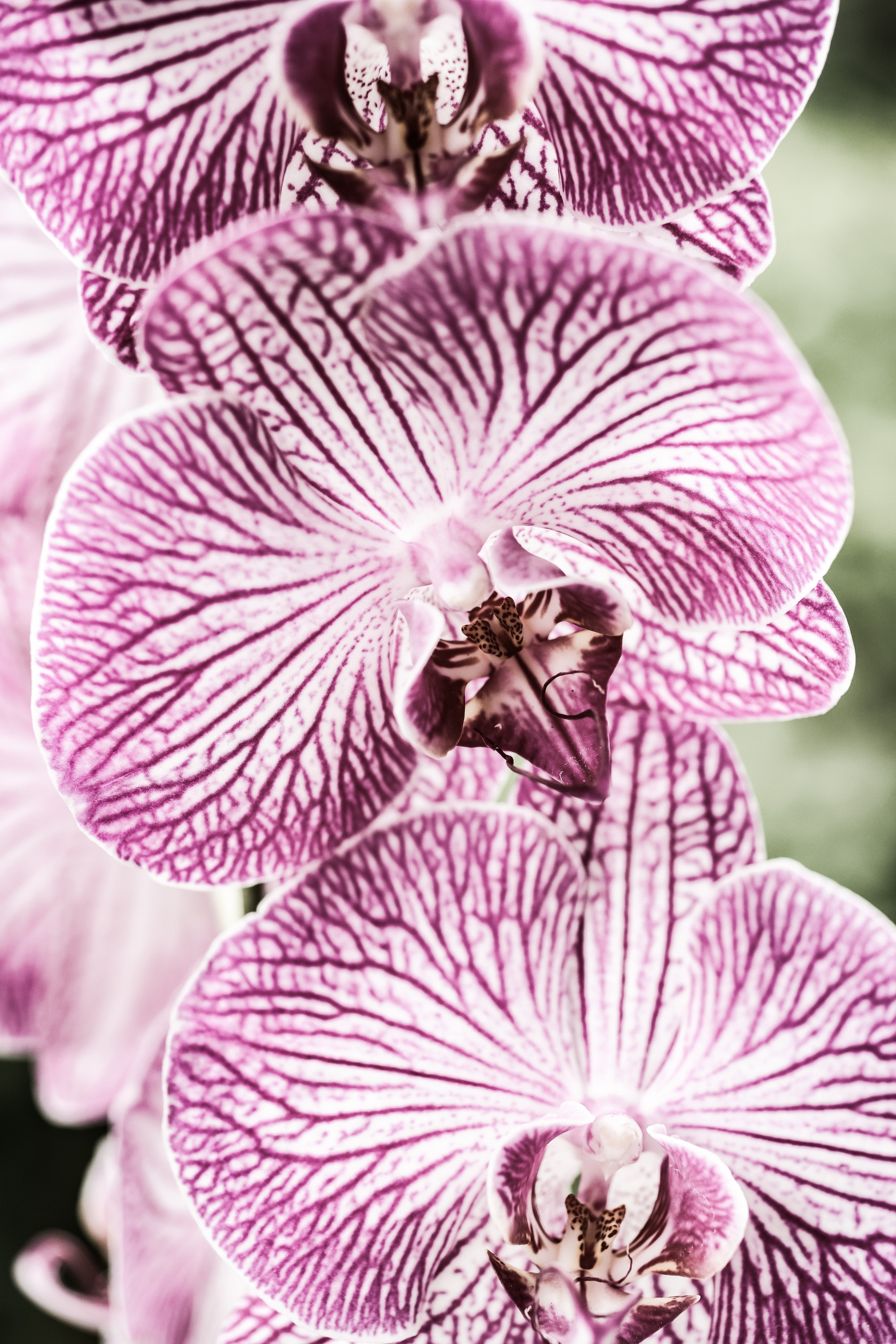 WC-Rückwand-Elegante lila Orchidee auf Weiß