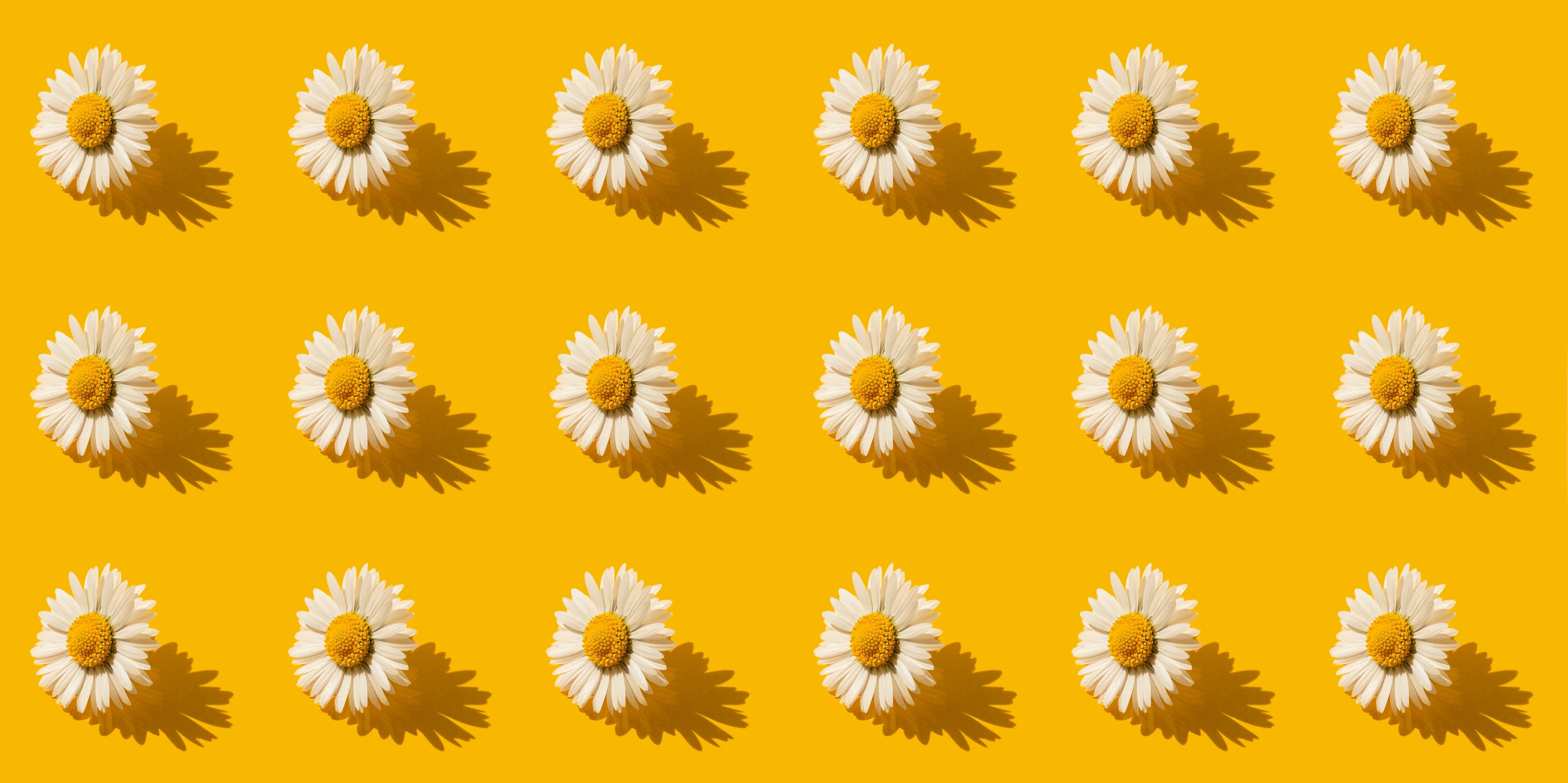 WC-Rückwand-Gänseblümchen Muster Gelb Blumen Trend