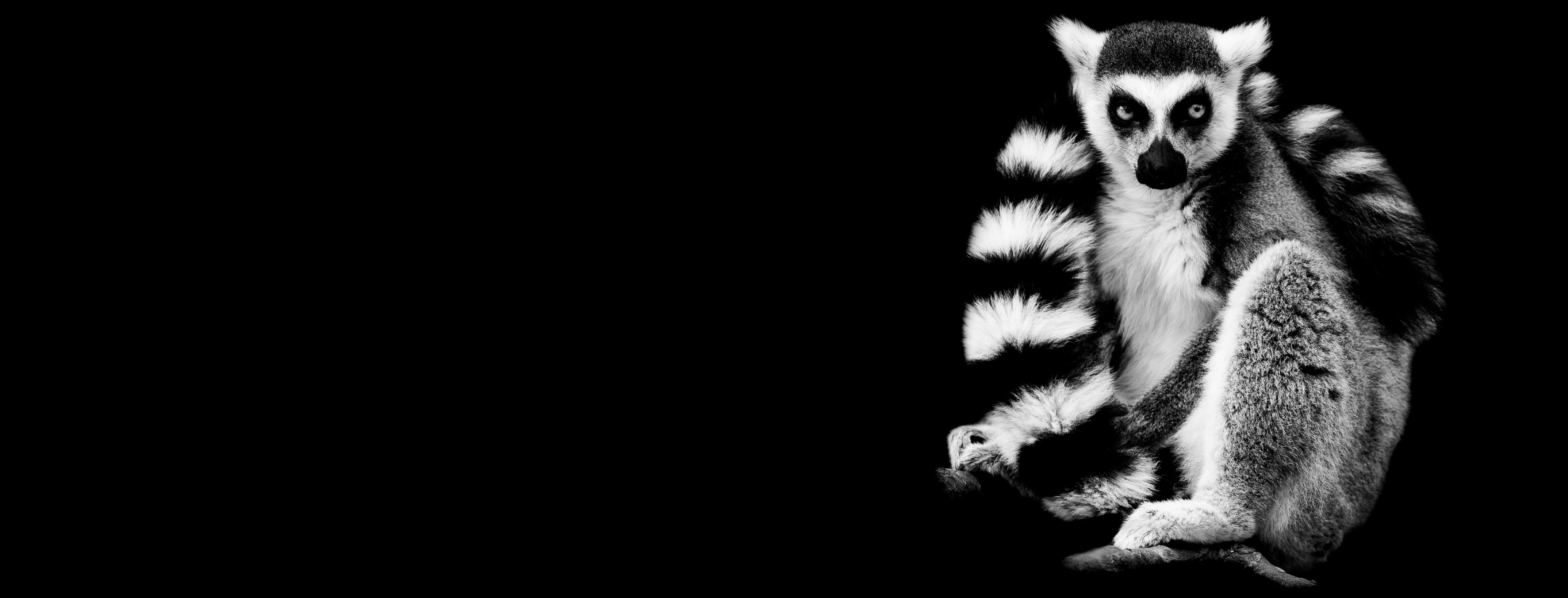 WC-Rückwand-Lemur im Schwarz-Weiß Design