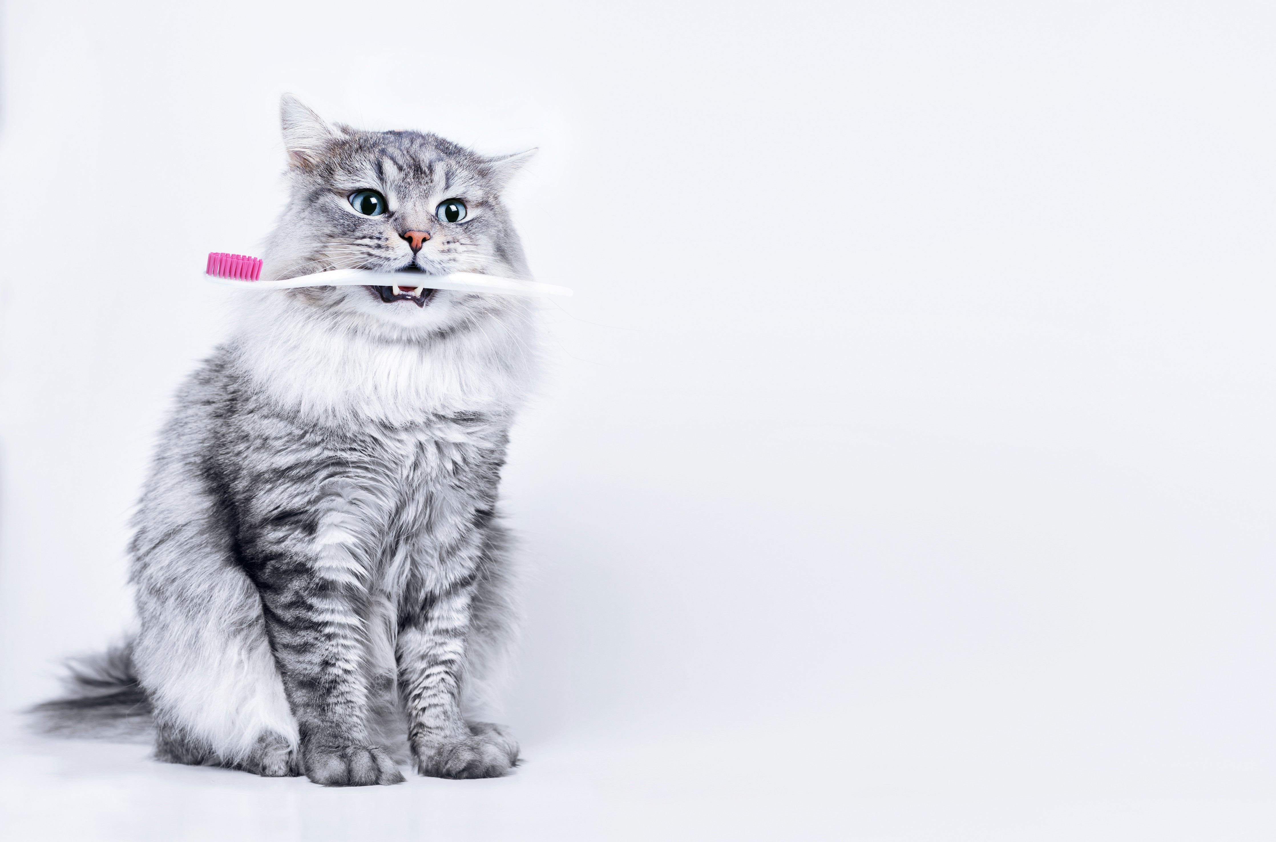 WC-Rückwand-Lustige Katze mit Zahnbürste Weiß-Grau