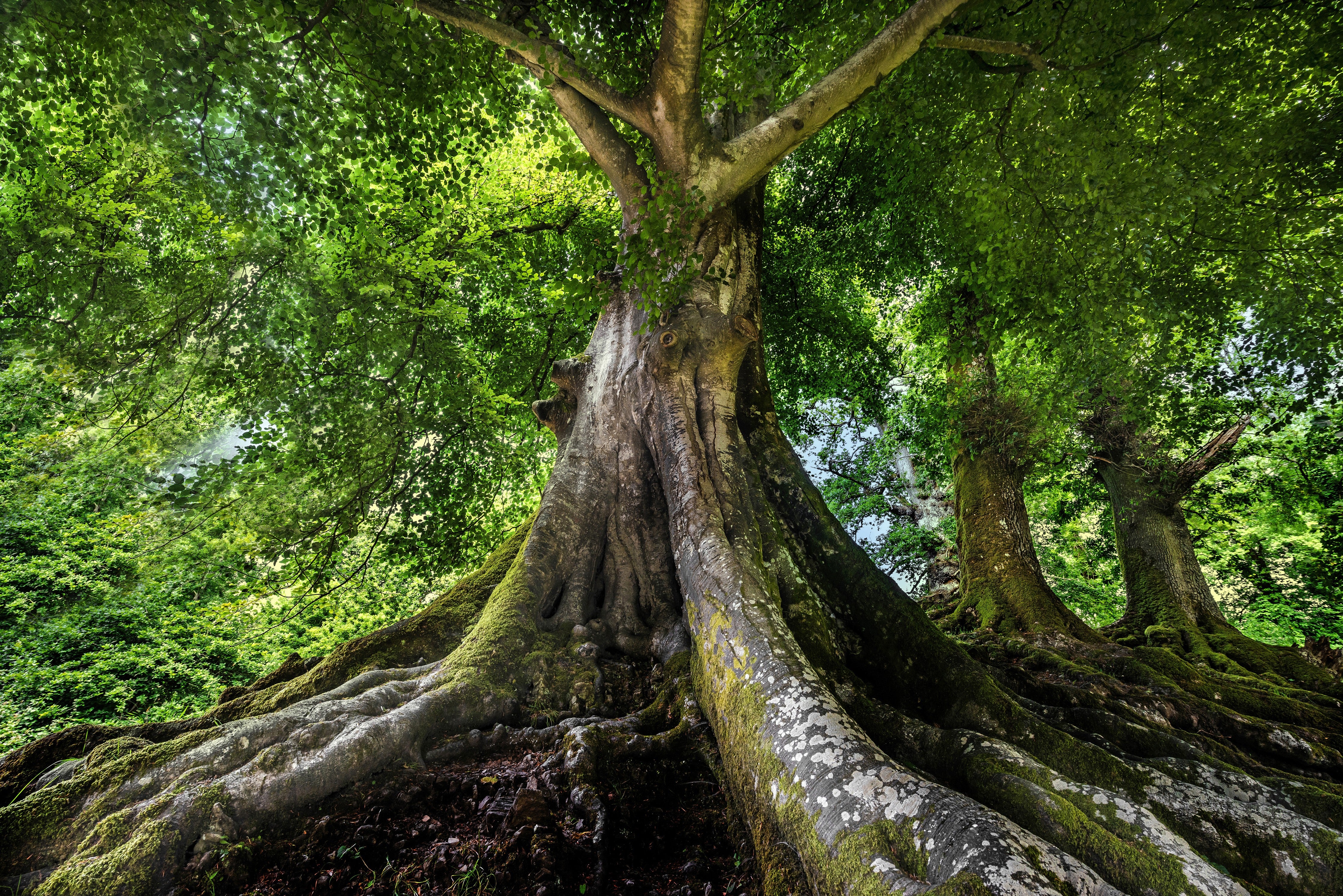 WC-Rückwand-Majestätischer Baum mit Wurzeln