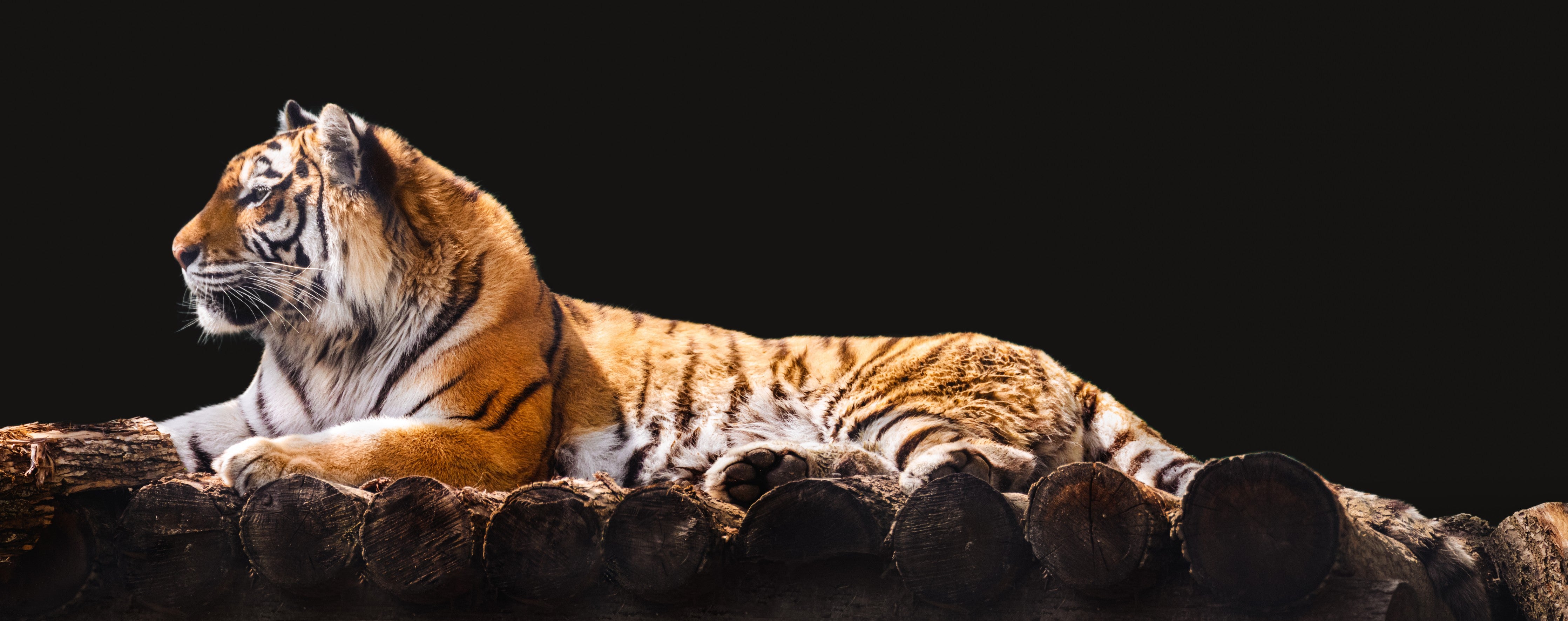 WC-Rückwand-Majestätischer Tiger auf Holzstämmen