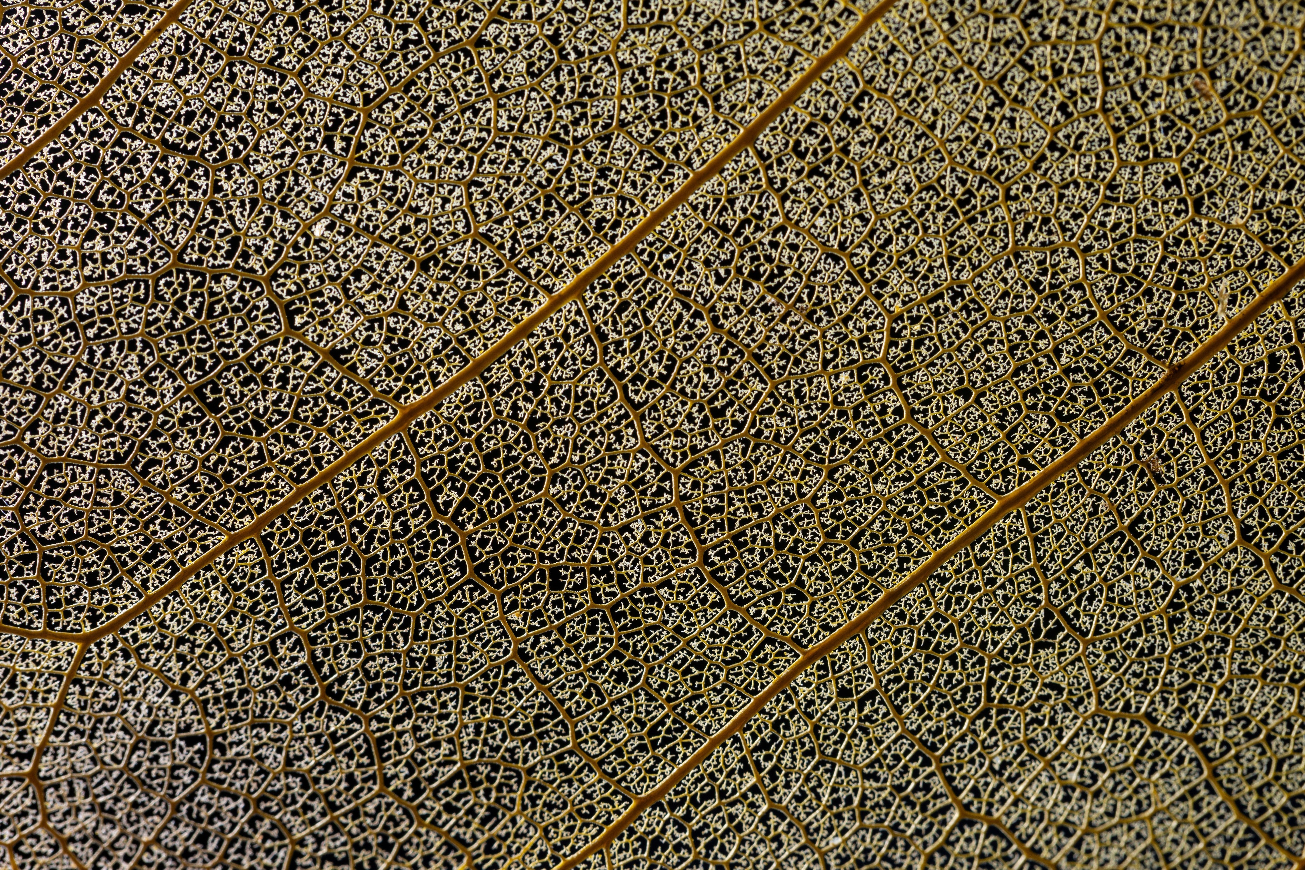 WC-Rückwand-Makro Blattstruktur Naturmuster Dekor
