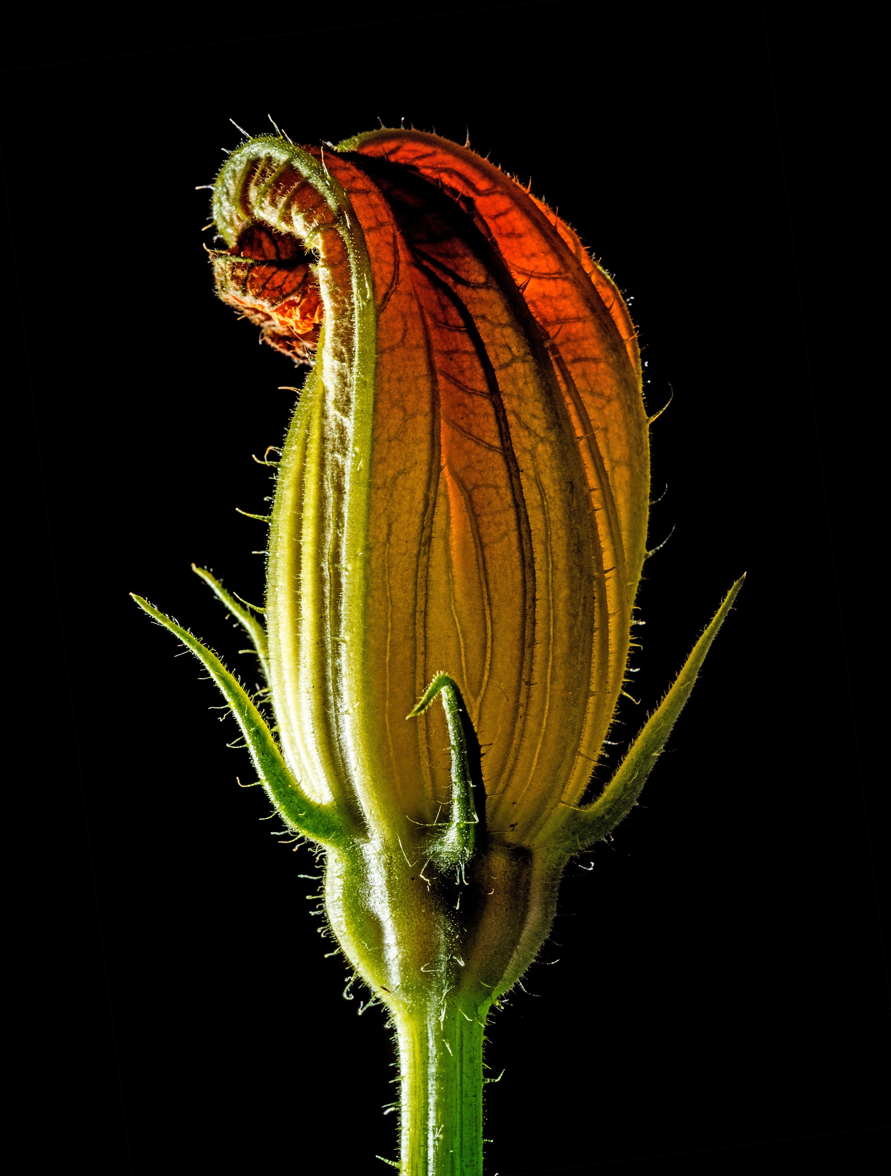 WC-Rückwand-Makro Blüte in leuchtendem Orange