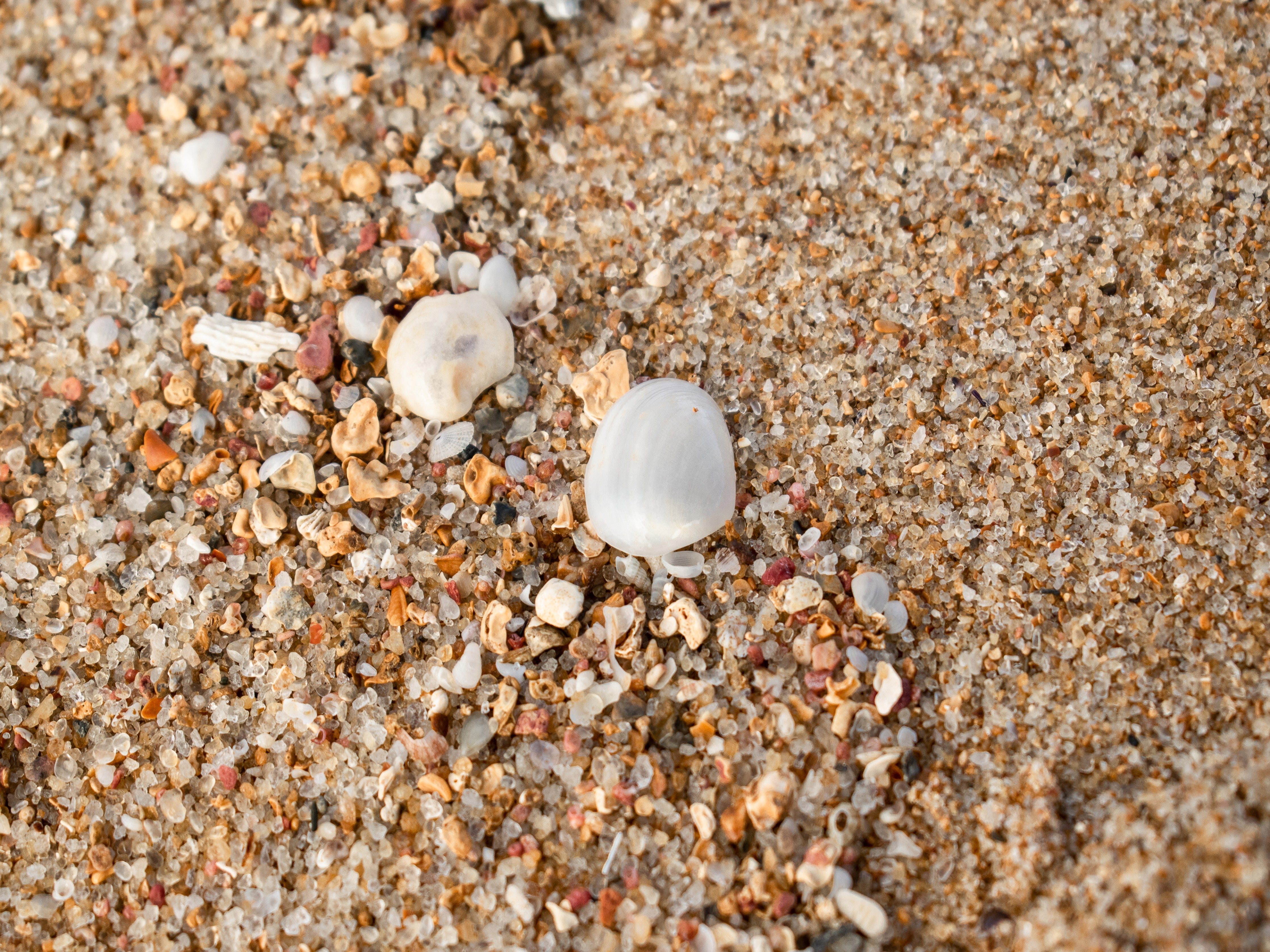 WC-Rückwand-Muscheln im Sand am Strand