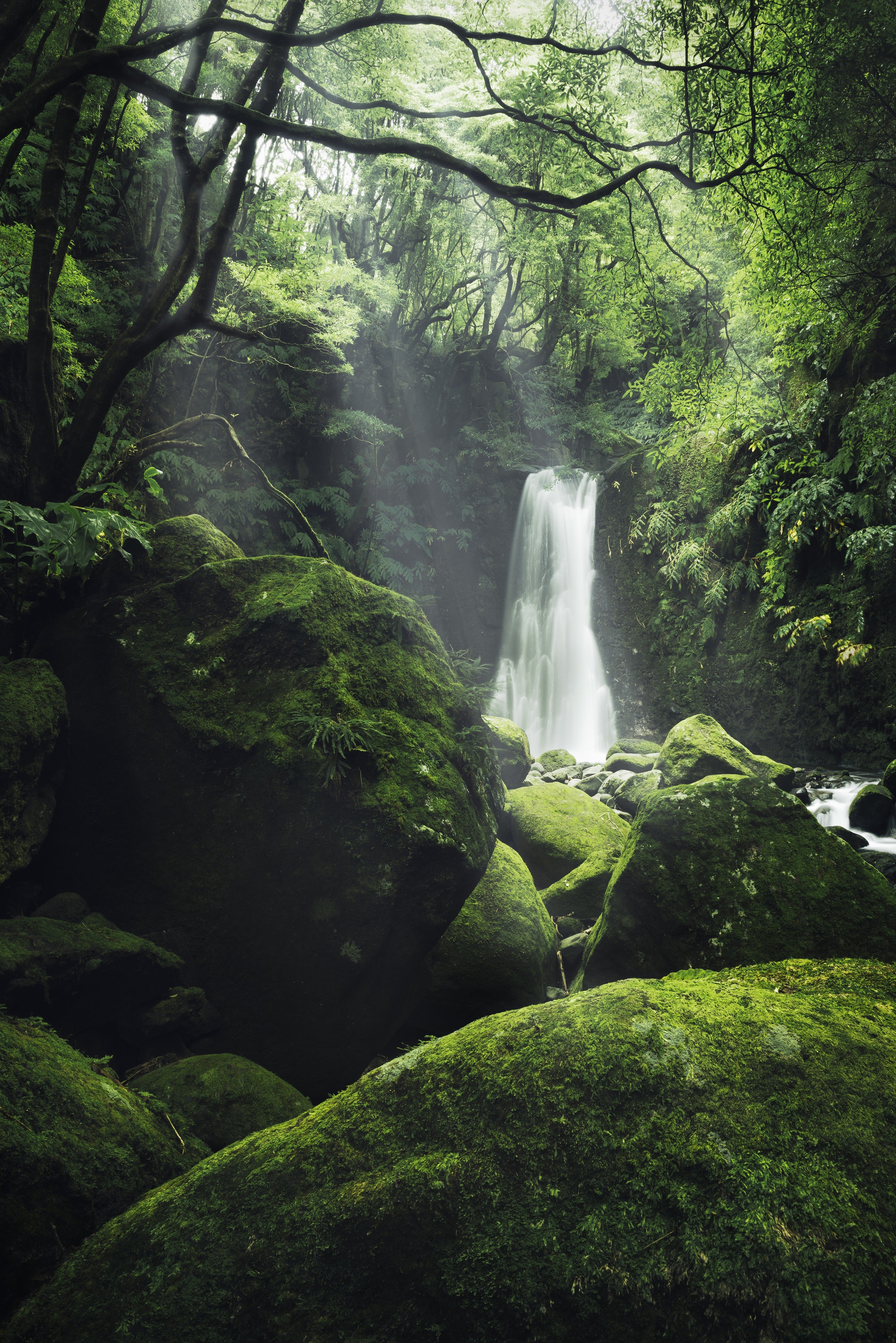 WC-Rückwand-Mystischer Wald mit Wasserfall