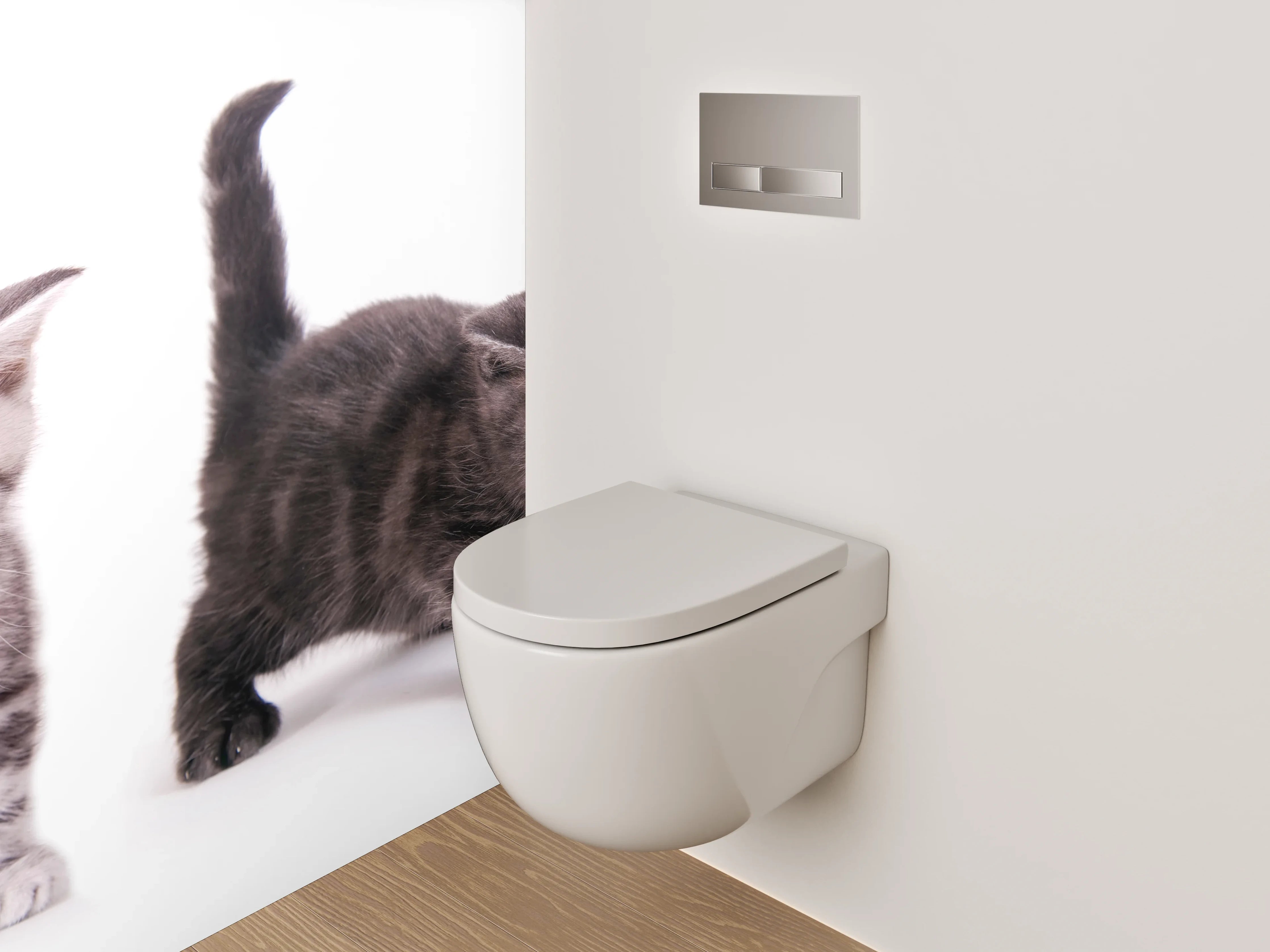 WC-Rückwand - Niedliche Katzenbabys auf Weiß
