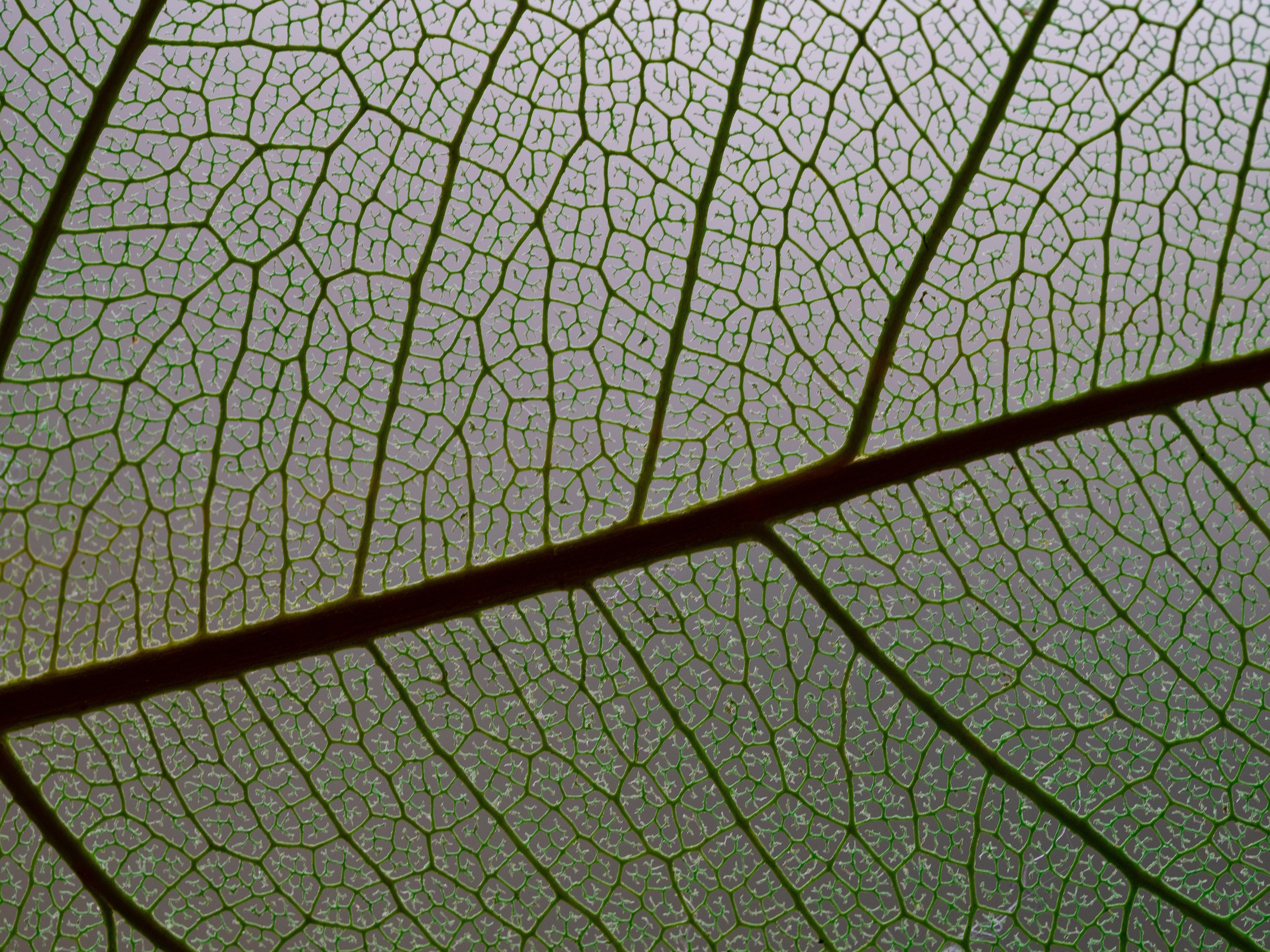 WC-Rückwand-Pflanzenstruktur Makro Gliederung Naturdetail
