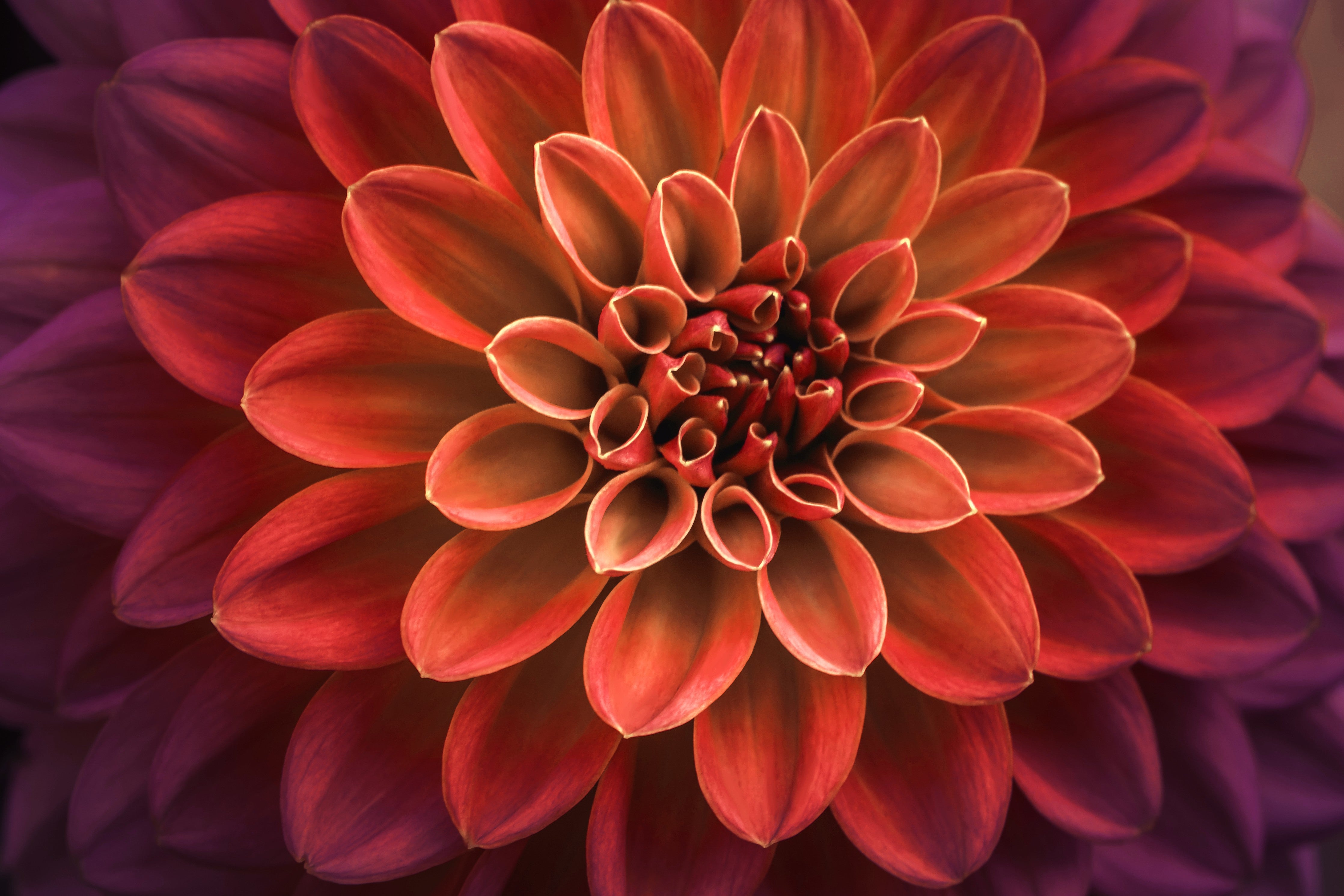 WC-Rückwand-Rote Dahlie Blume Makrofotografie