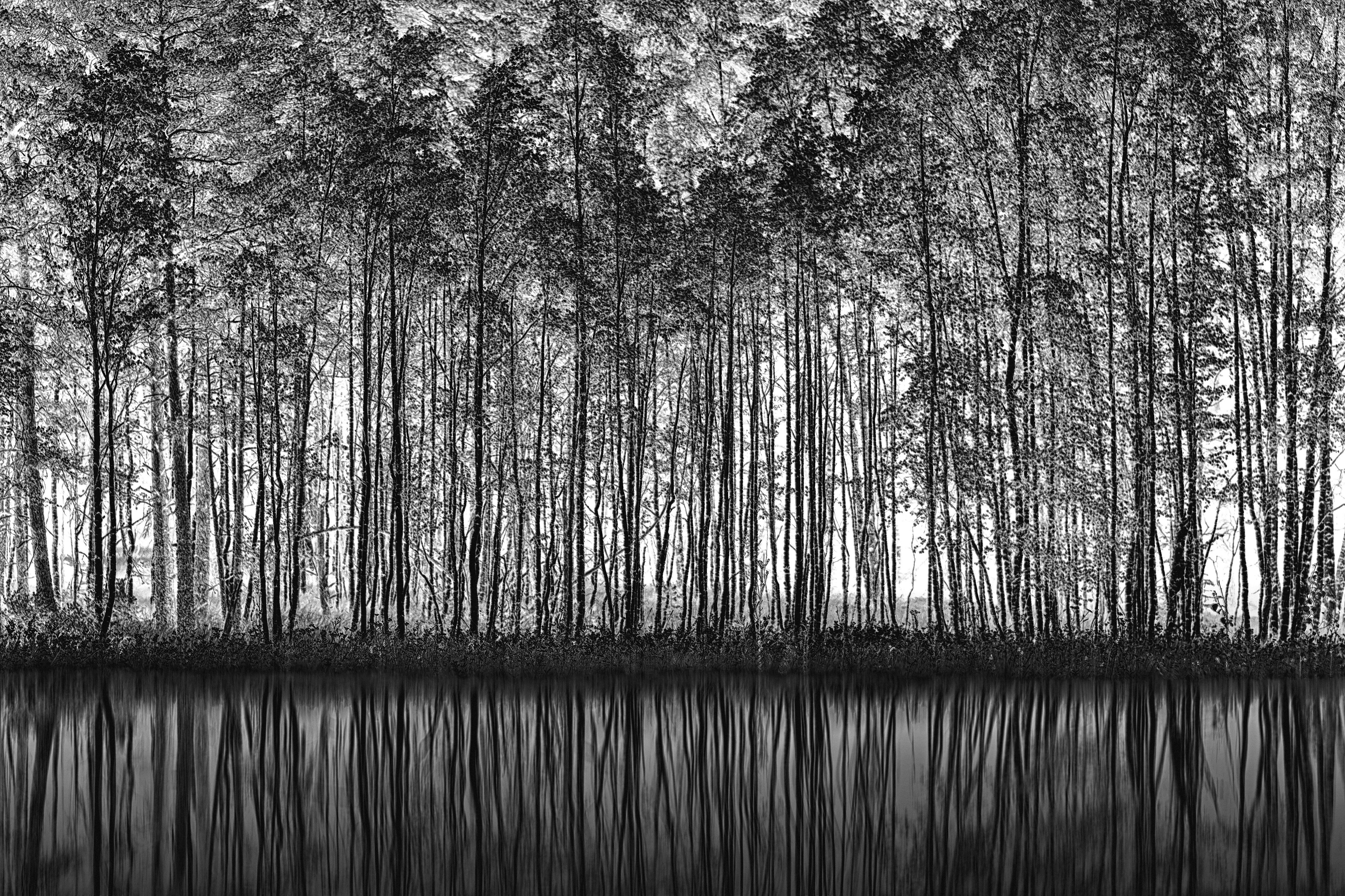 WC-Rückwand-Schwarz-Weiß Wald Spiegelung Fotokunst