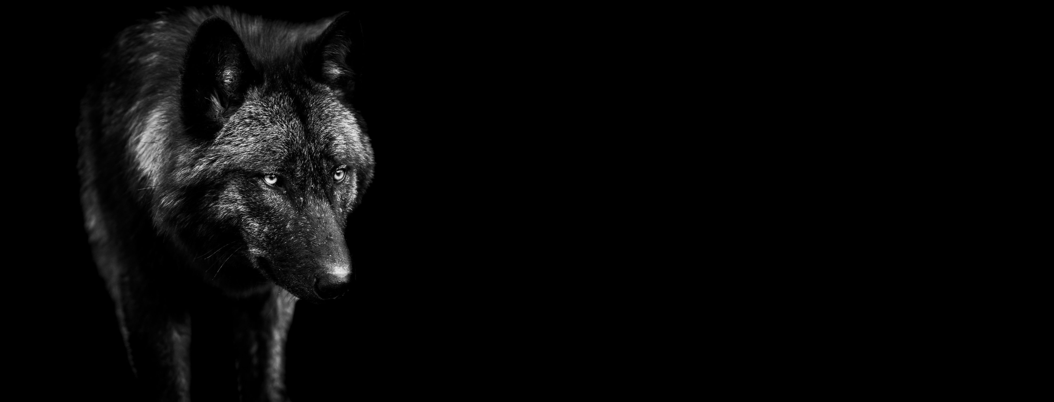 WC-Rückwand-Schwarzer Wolf – Mystisches Tierportrait