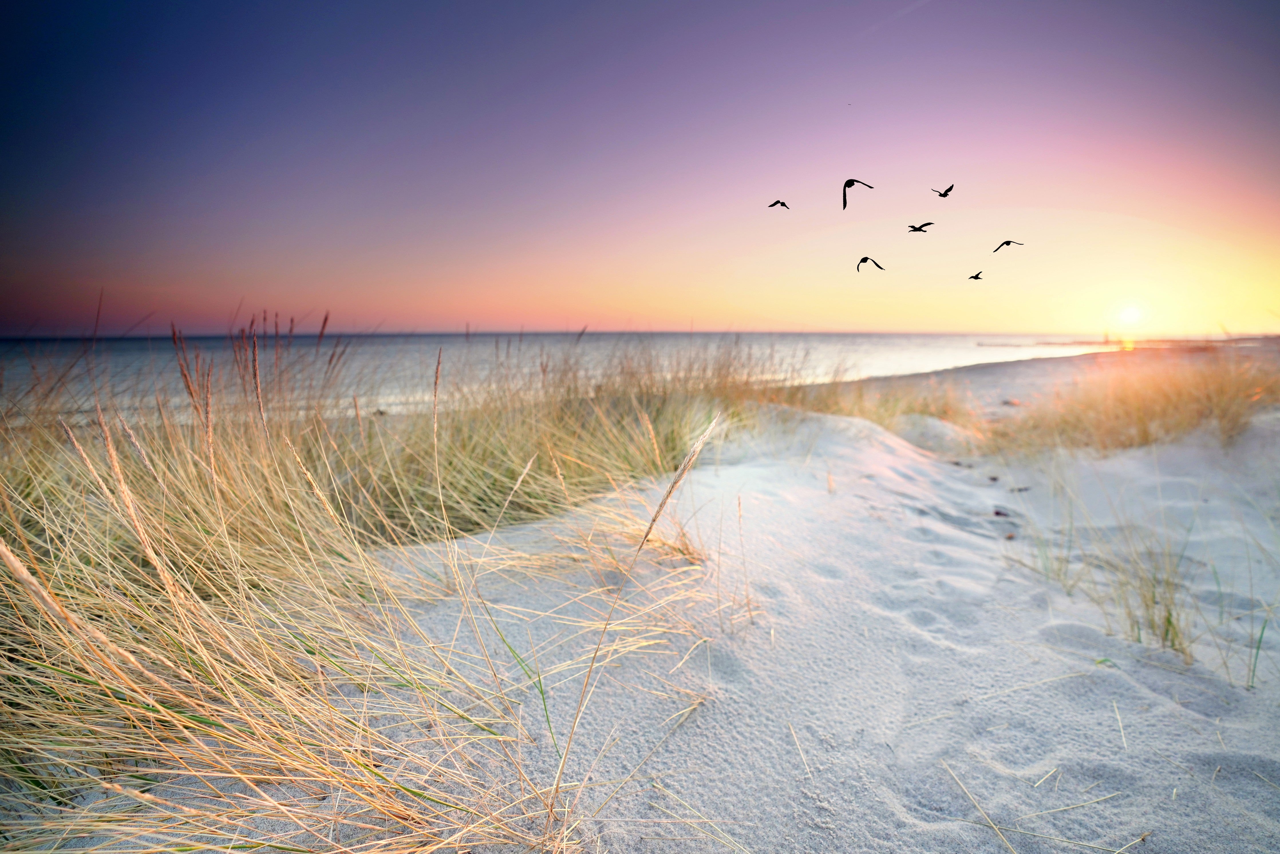 WC-Rückwand-Sonnenuntergang am Dünenstrand Panorama