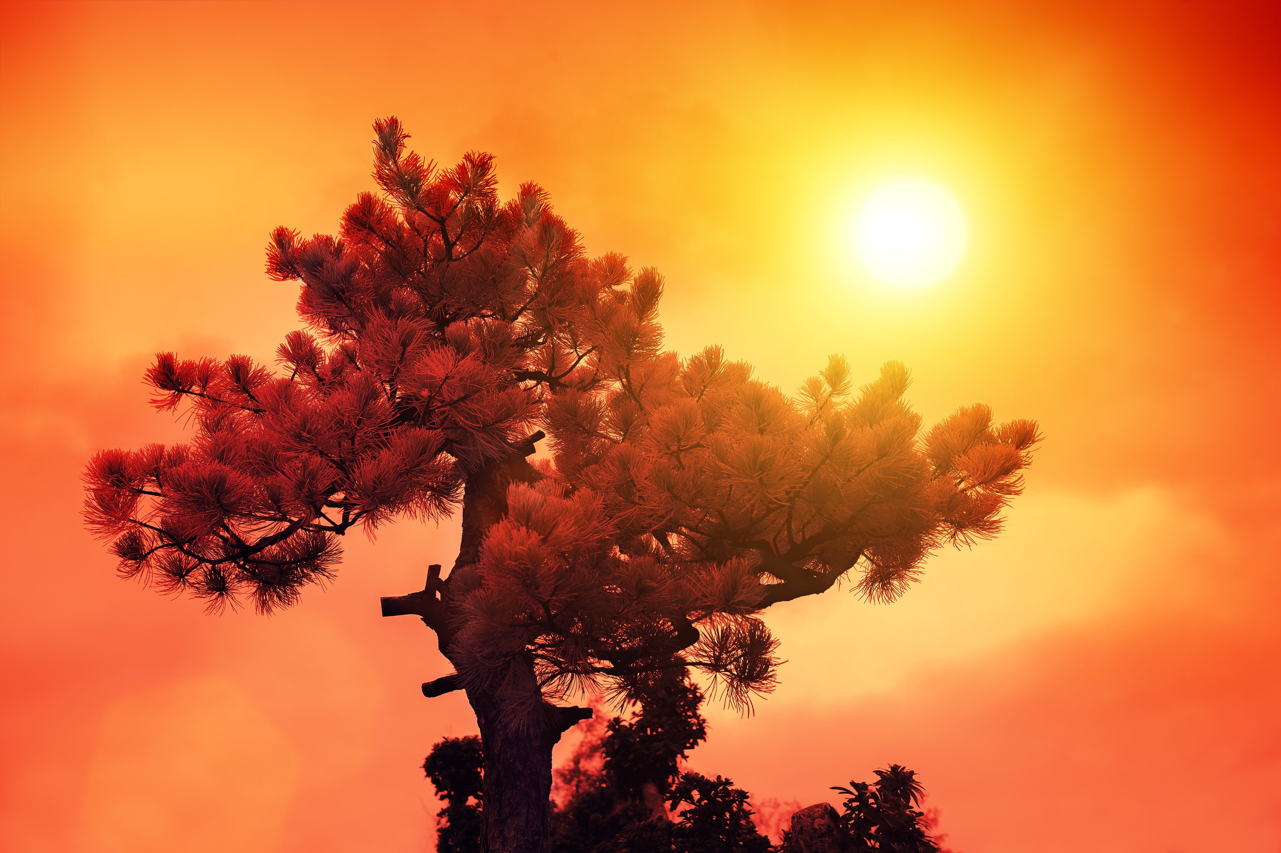 WC-Rückwand-Sonnenuntergang über Kiefernbaum Fotokunst