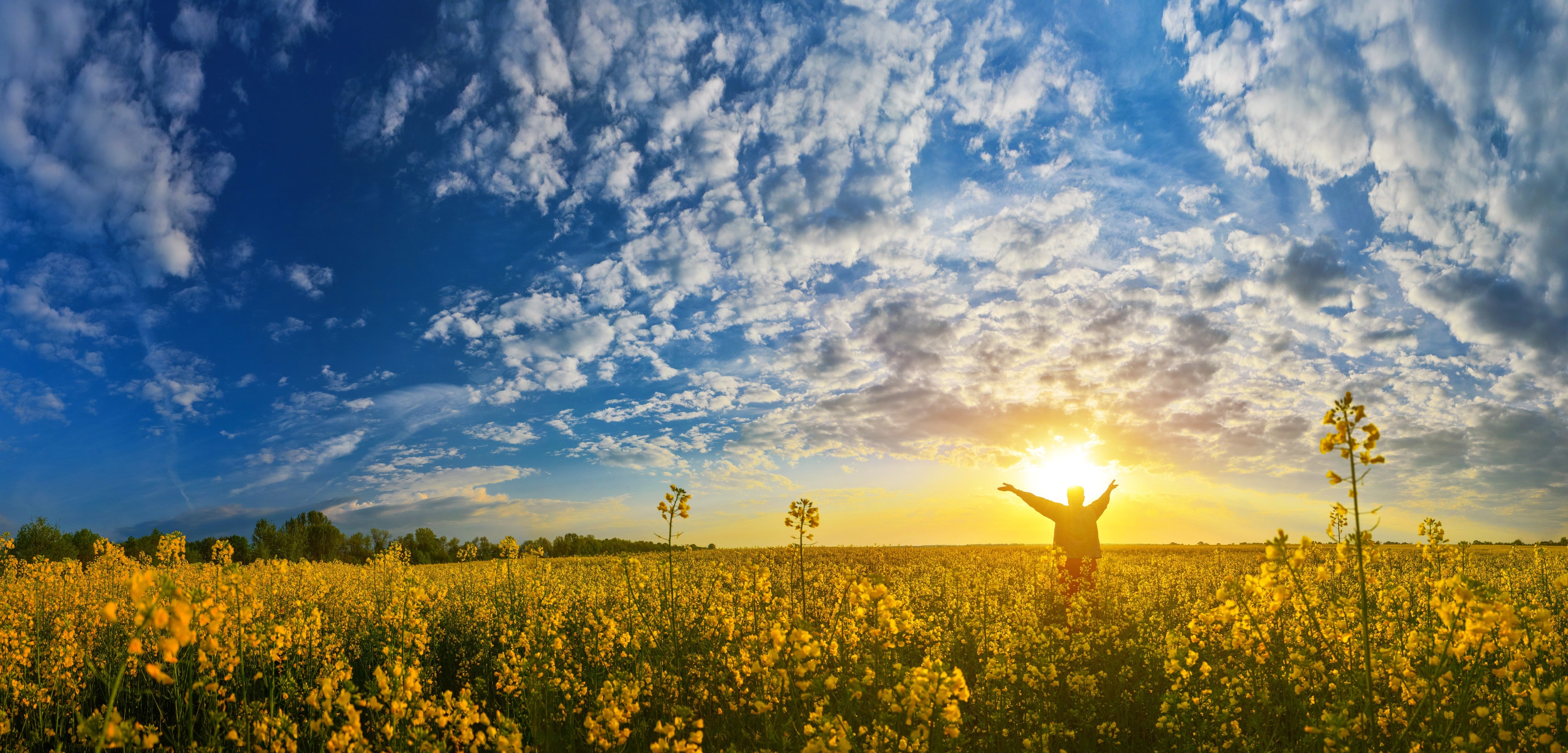 WC-Rückwand-Strahlendes Blumenfeld bei Sonnenuntergang