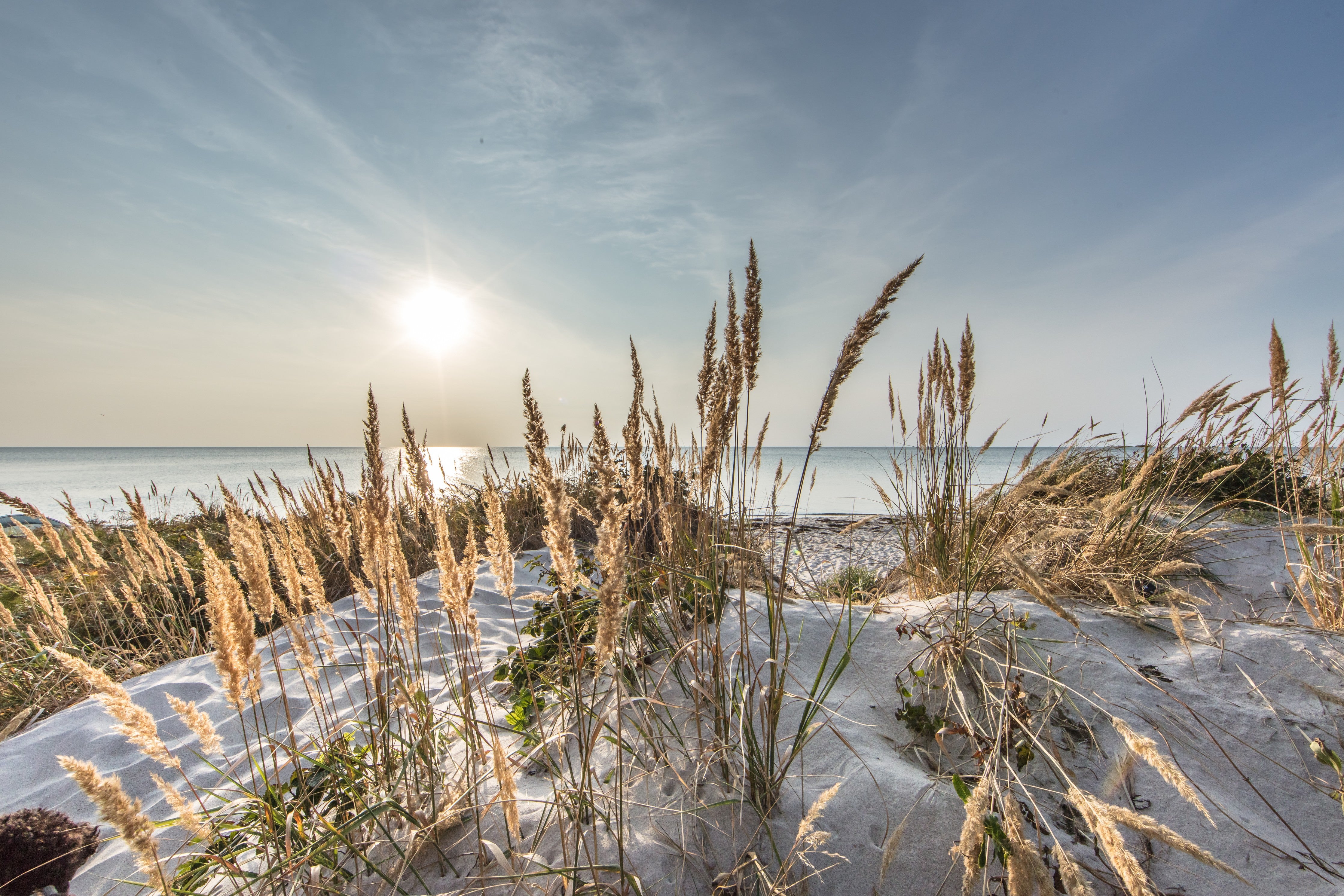 WC-Rückwand-Strandgras am Meer – Sonnenaufgang