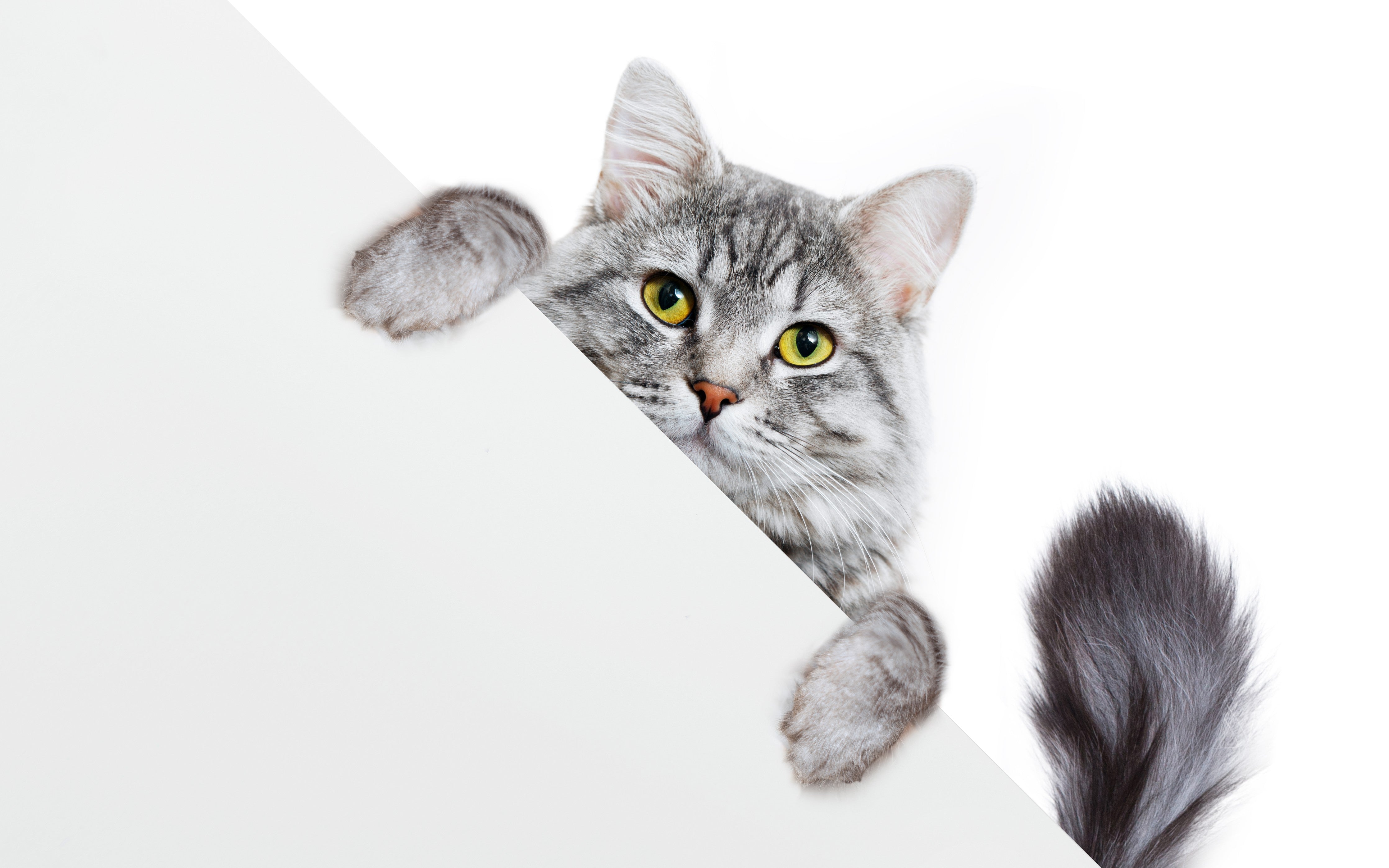 WC-Rückwand-Süße graue Katze auf Weiß
