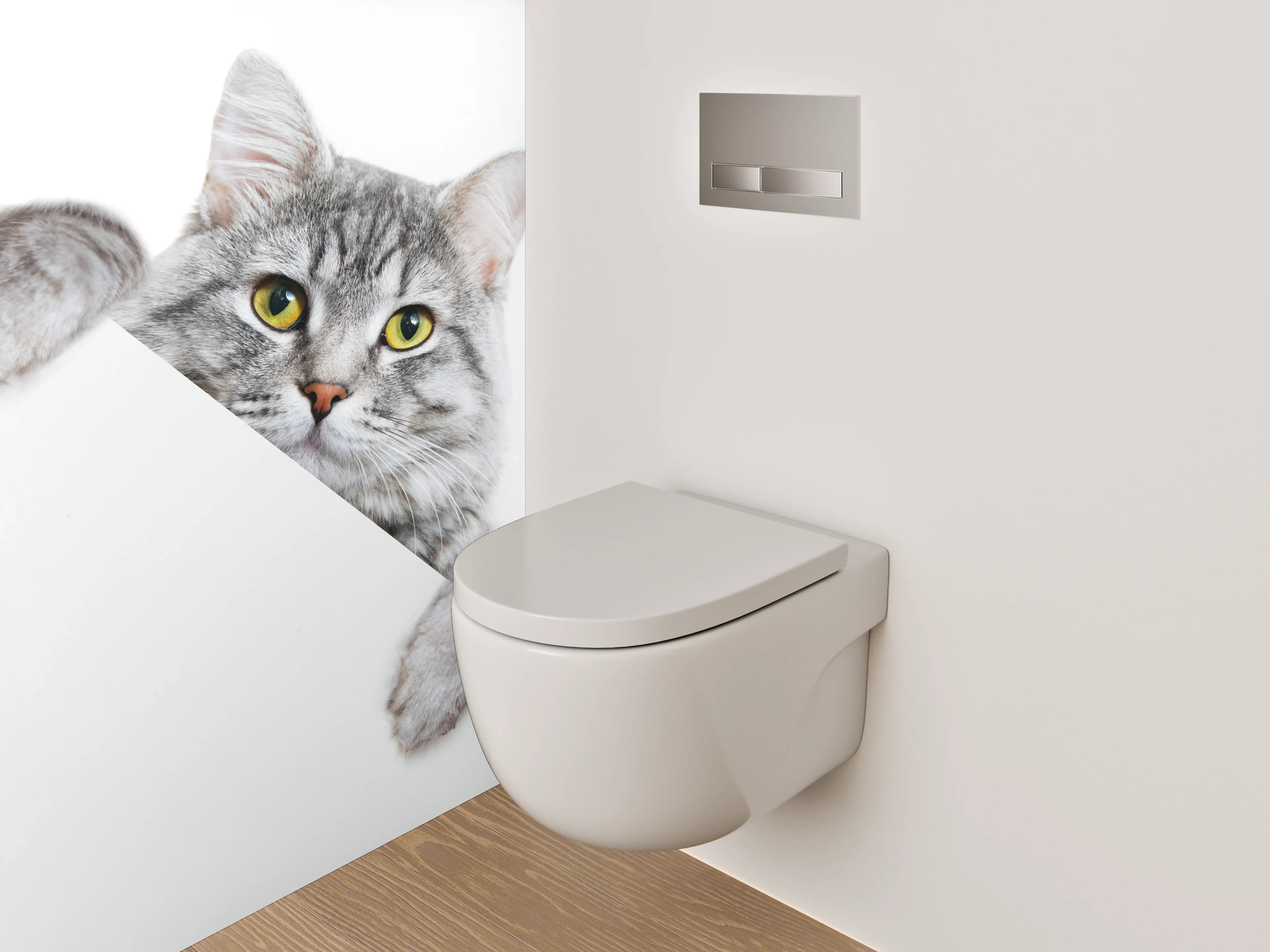 WC-Rückwand - Süße graue Katze auf Weiß