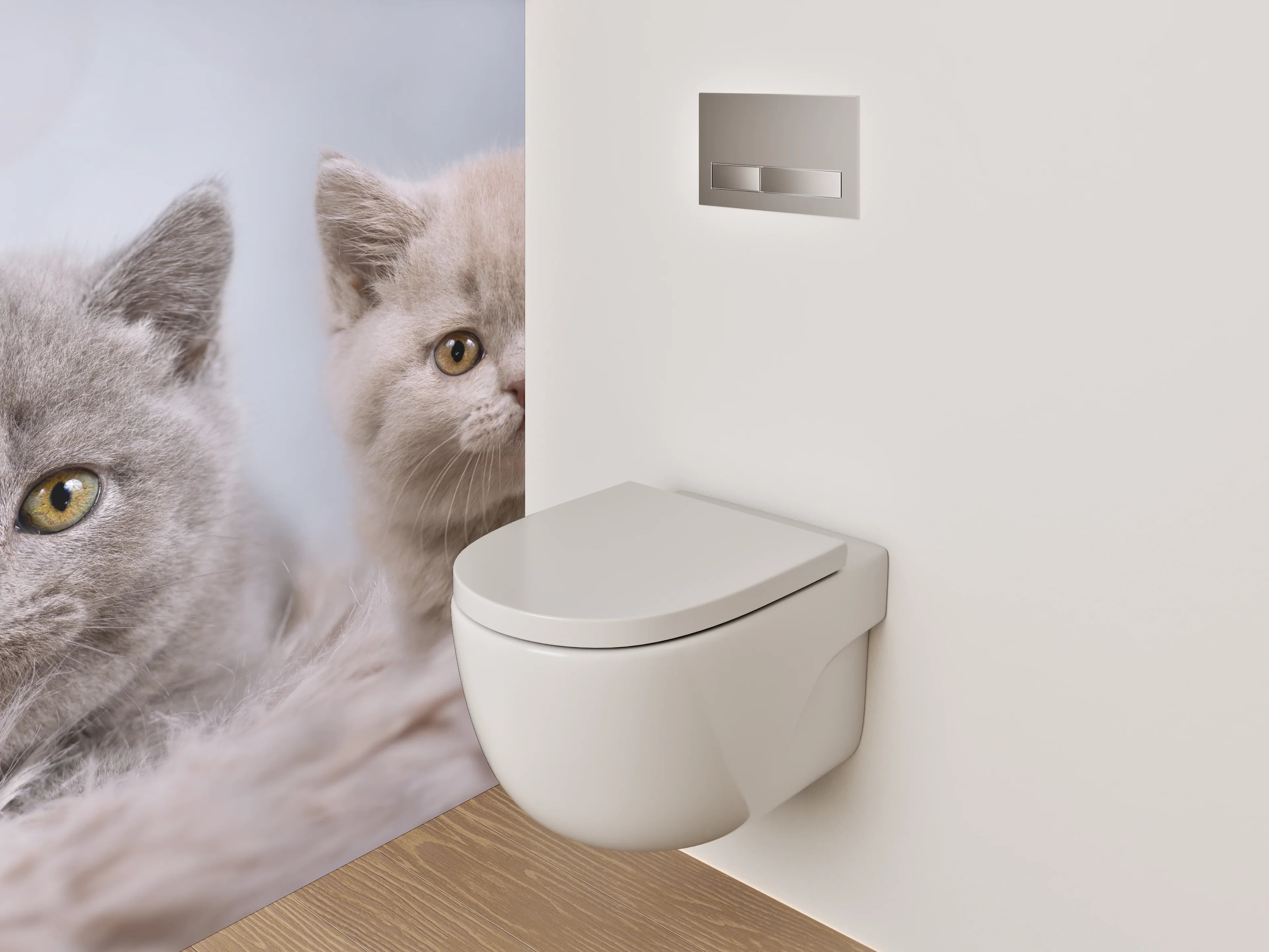 WC-Rückwand - Vier Britisch Kurzhaar Kätzchen süßes Motiv