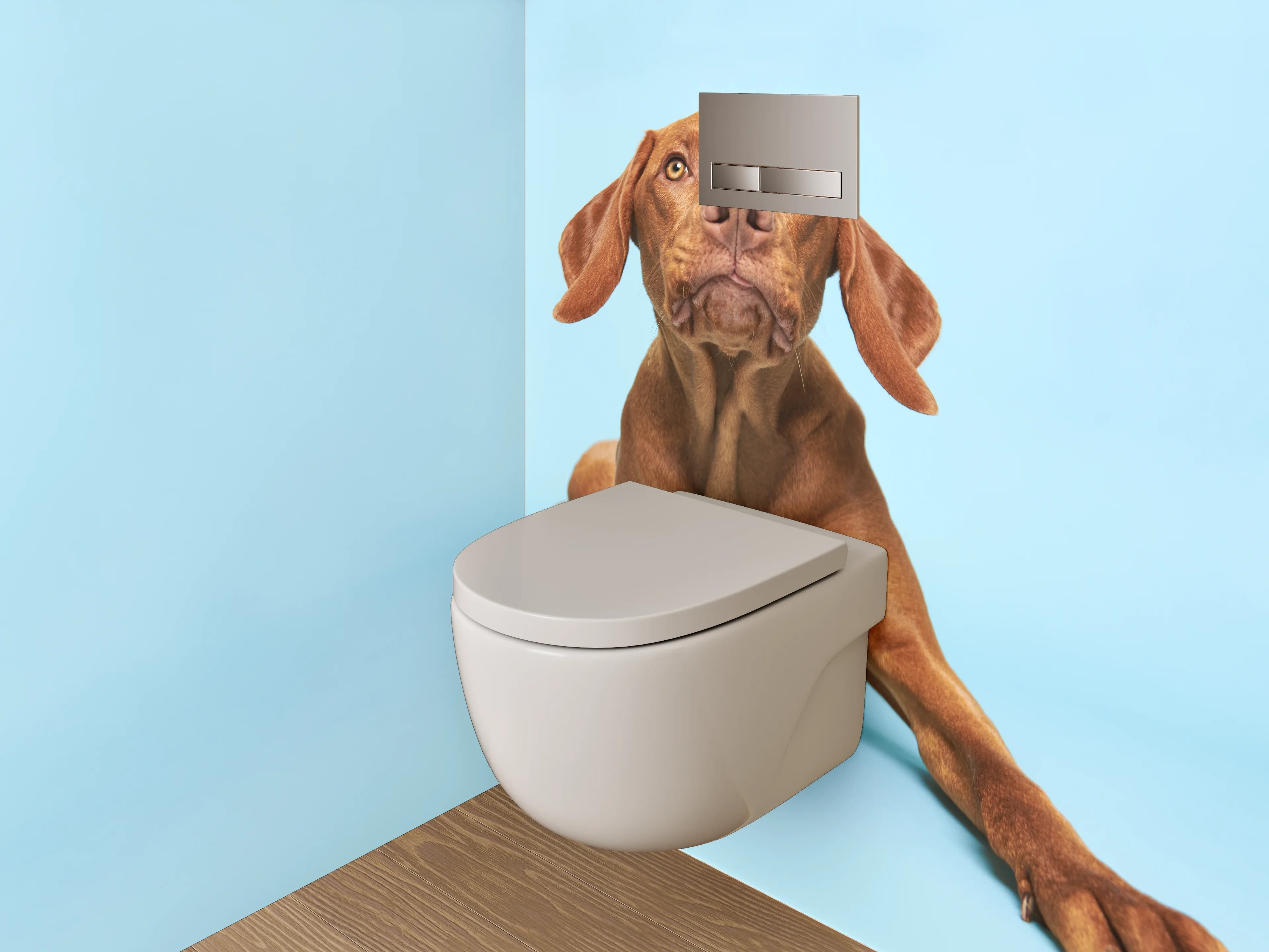 WC-Rückwand - Vizsla Hund auf blauem Hintergrund