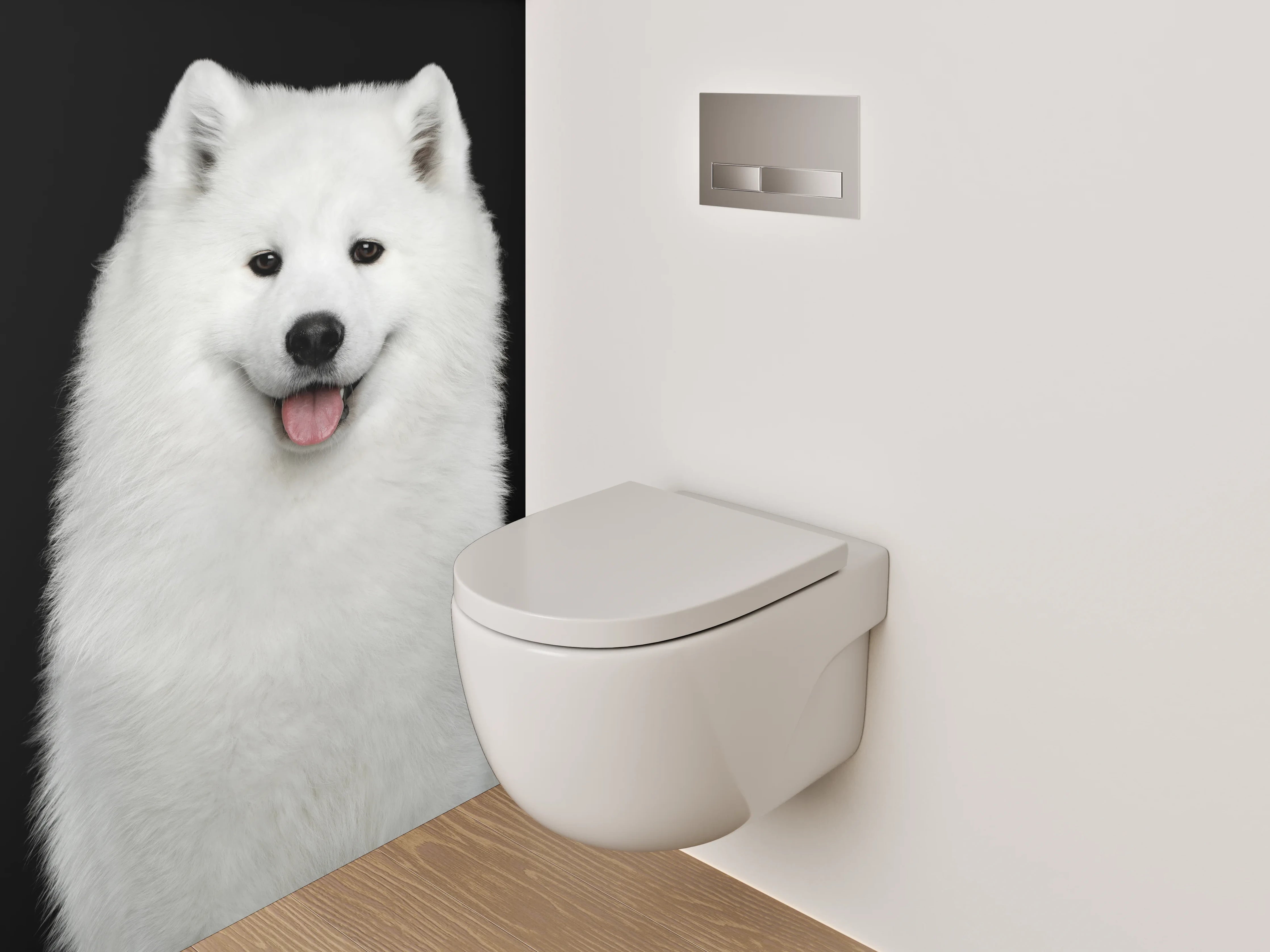 WC-Rückwand - Weiße Schönheit: Samojede Hund Portrait