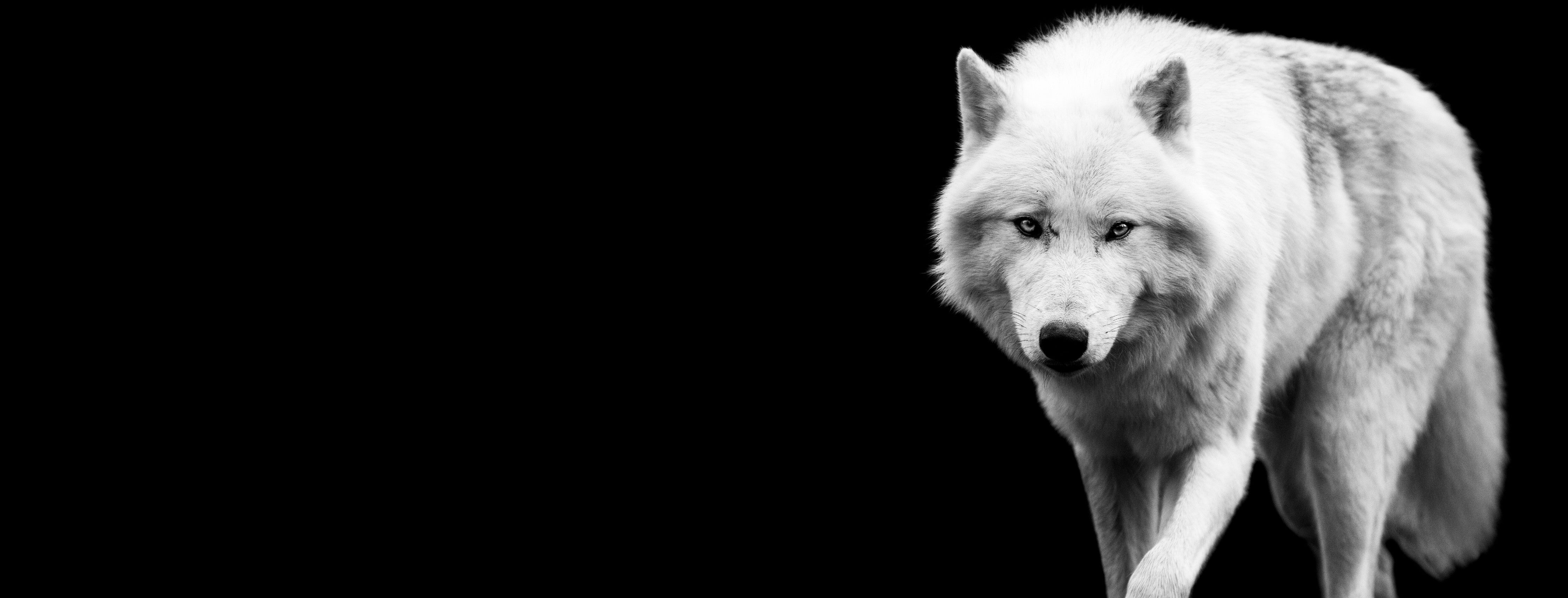 WC-Rückwand-Weißer Wolf auf schwarzem Hintergrund