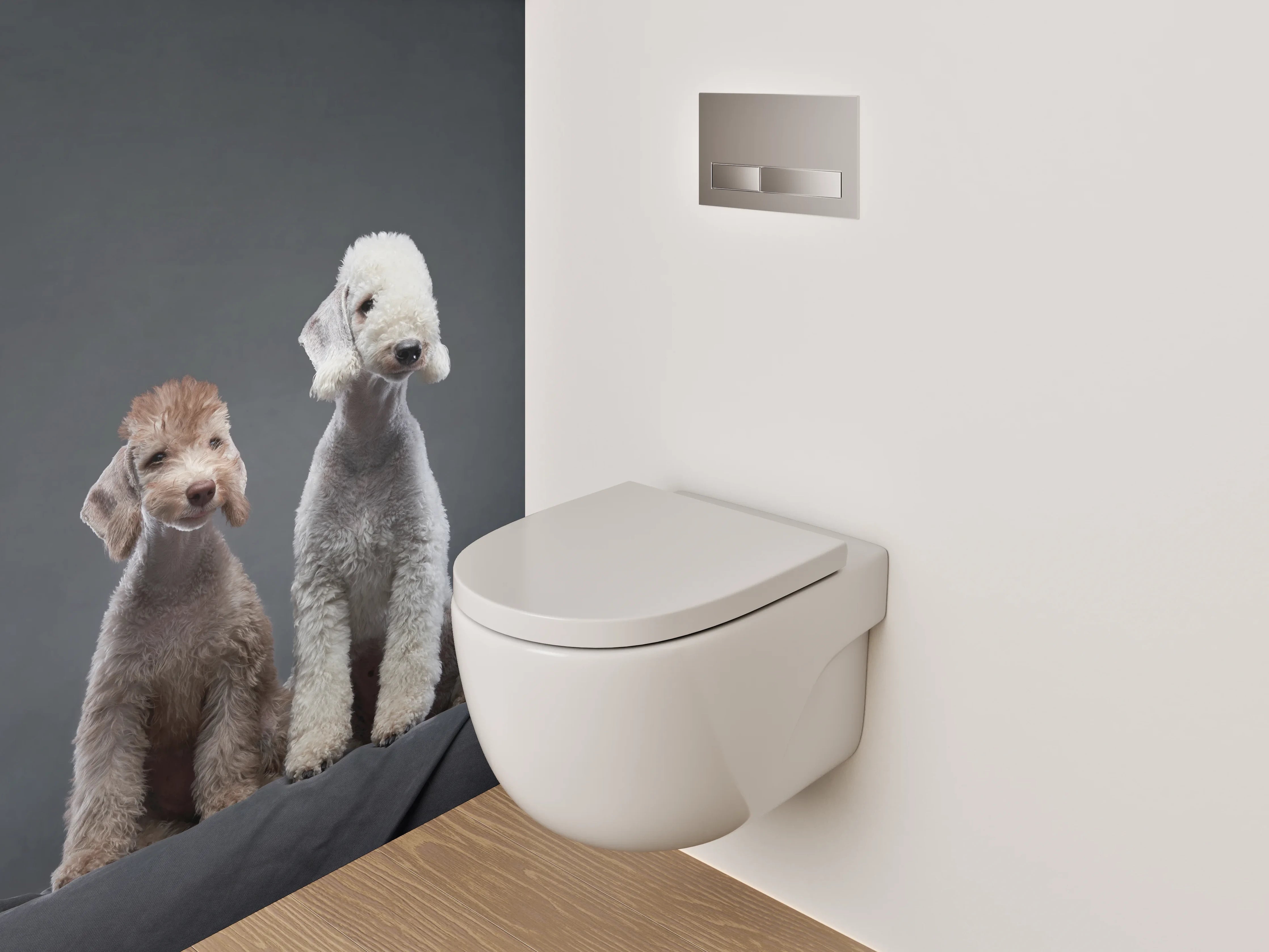 WC-Rückwand - Zwei Bedlington Terrier auf dunklem Hintergrund