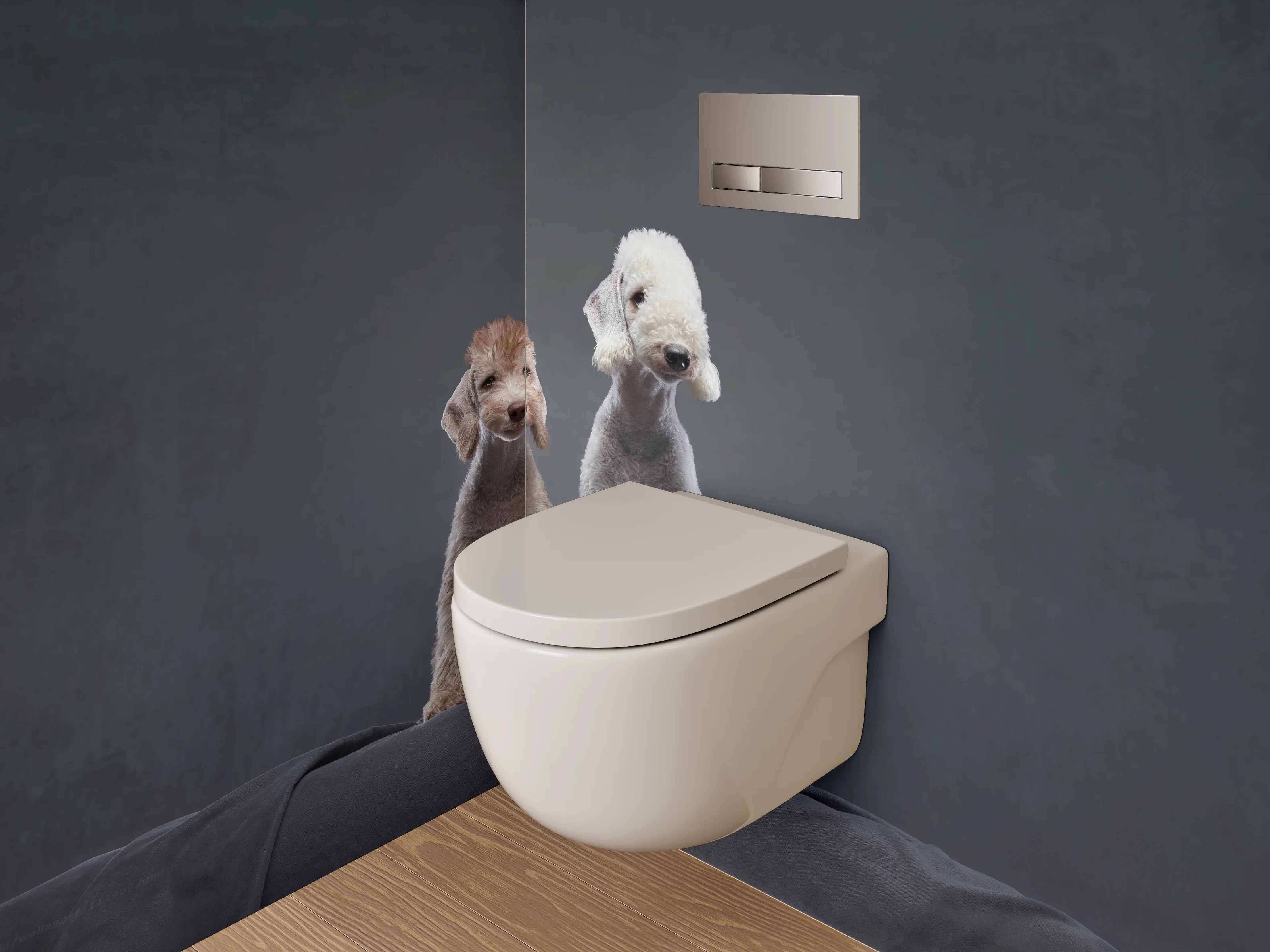 WC-Rückwand - Zwei Bedlington Terrier auf dunklem Hintergrund