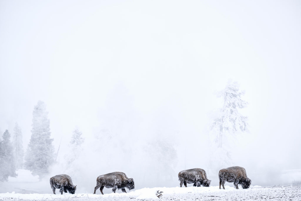 Wandbild-Bisons im kalten Wald