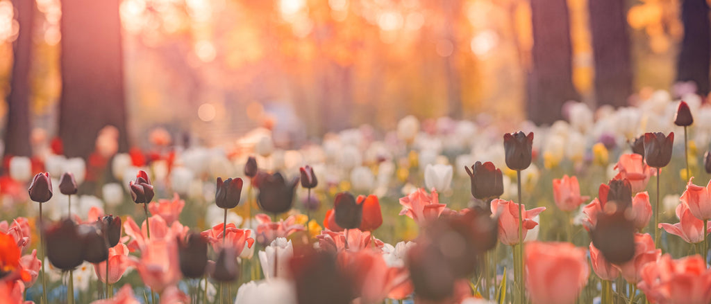 Wandbild-Bunte Blumenwiese mit Tulpen