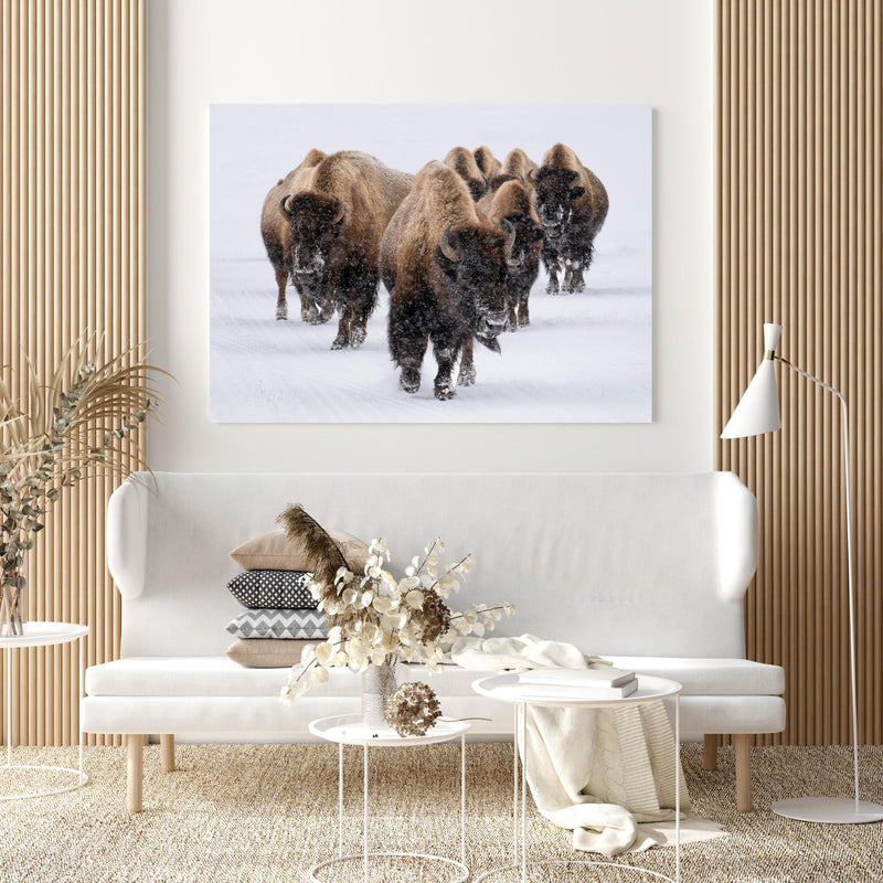 Wandbild - Eine Bison Herde in extravagant gestaltetem Raum mit minimalistischer Couch-quadratisch