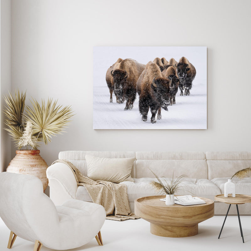 Wandbild - Eine Bison Herde in exotisch eingerichtetem Wohnzimmer über gemütlicher Couch