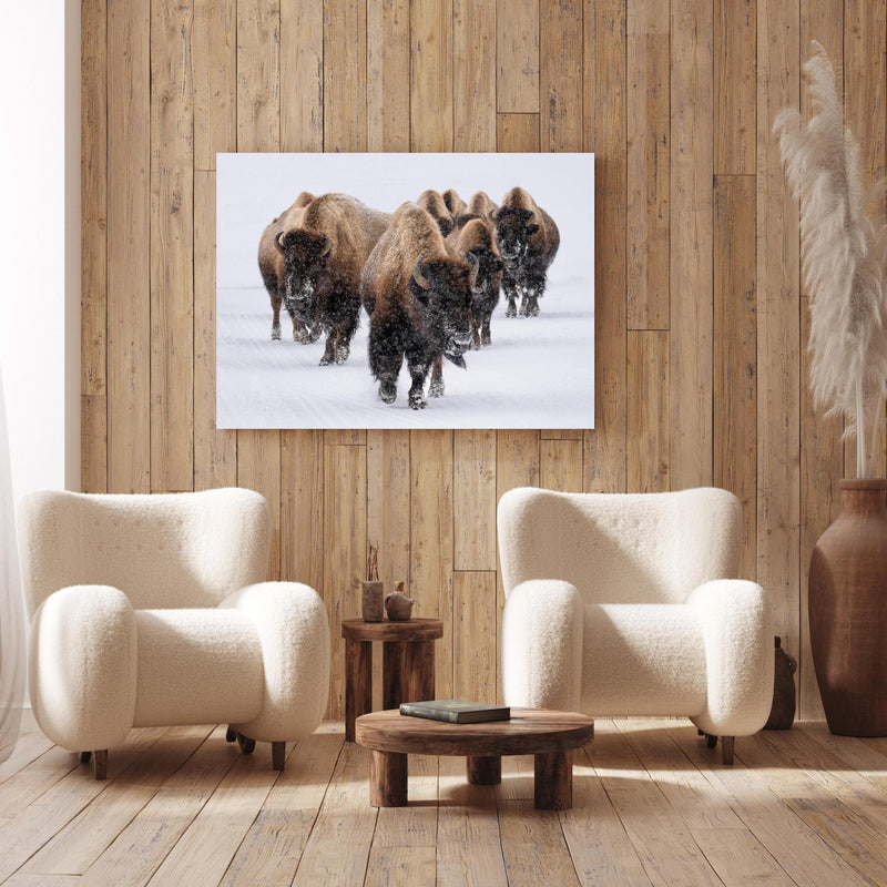 Wandbild - Eine Bison Herde an Holzwand hinter sanften Sesseln mit Plüschbezug