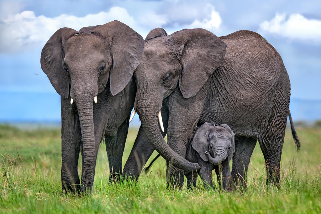 Wandbild-Elefanten Familie - Afrika