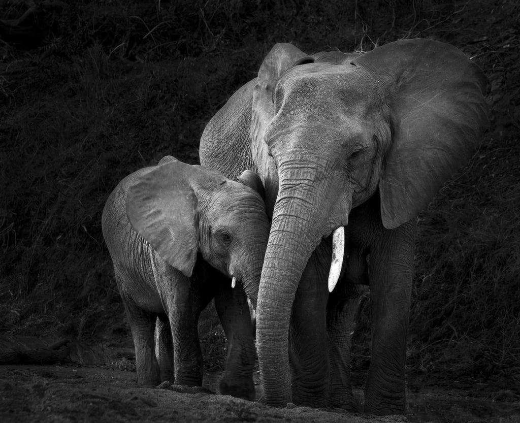 Wandbild-Elefanten in der Natur - schwarz-weiß