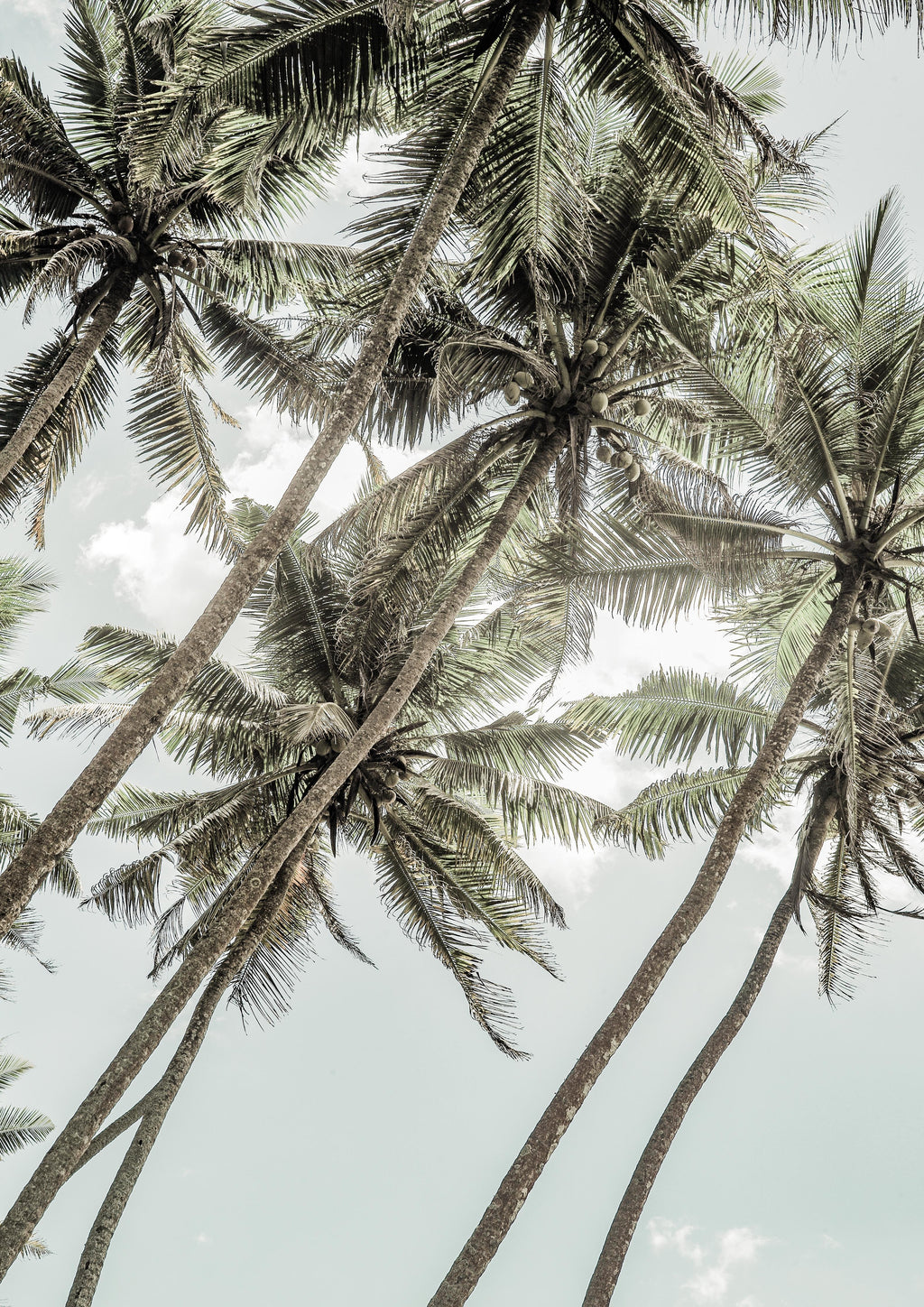 Wandbild-Exotische Palmen