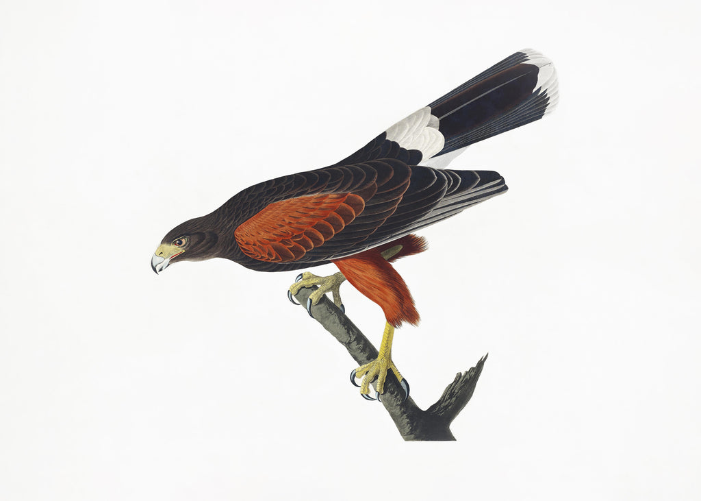 Wandbild-Falken Portrait - John James Audubon
