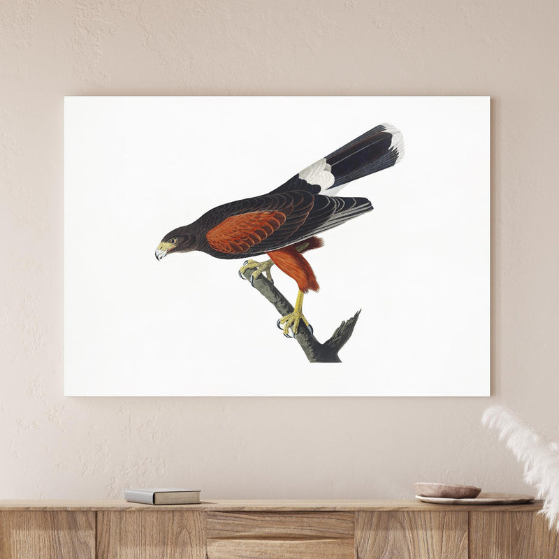 Wandbild - Falken Portrait - John James Audubon über Holzkommode hinter dekorativer Zimmerpflanze Zoom