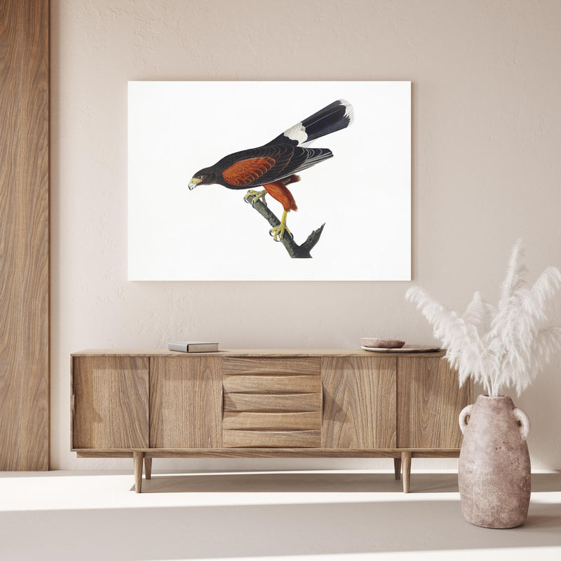 Wandbild - Falken Portrait - John James Audubon über Holzkommode hinter dekorativer Zimmerpflanze