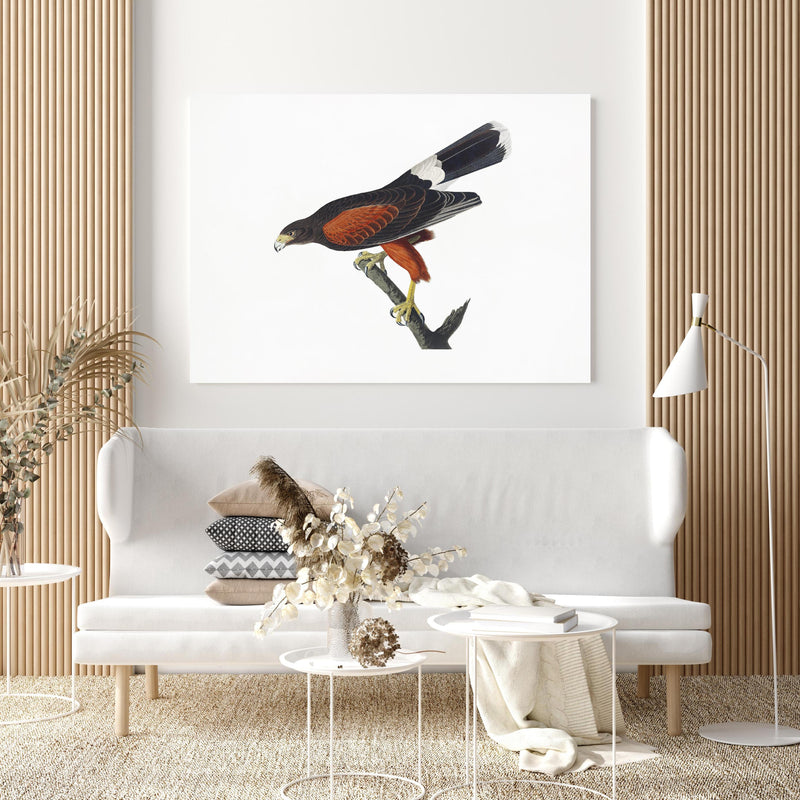 Wandbild - Falken Portrait - John James Audubon in extravagant gestaltetem Raum mit minimalistischer Couch-quadratisch