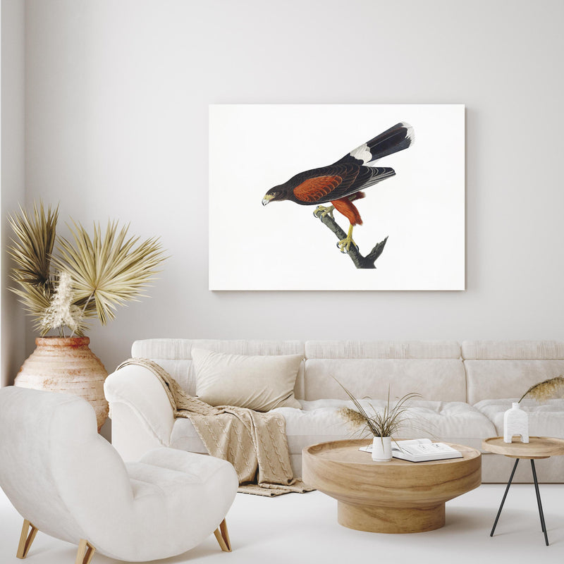 Wandbild - Falken Portrait - John James Audubon in exotisch eingerichtetem Wohnzimmer über gemütlicher Couch