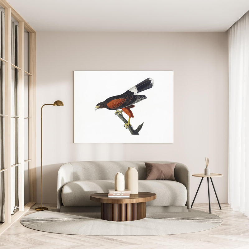 Wandbild - Falken Portrait - John James Audubon in minimalistisch eingerichtetem cremefarbenen Wohnzimmer