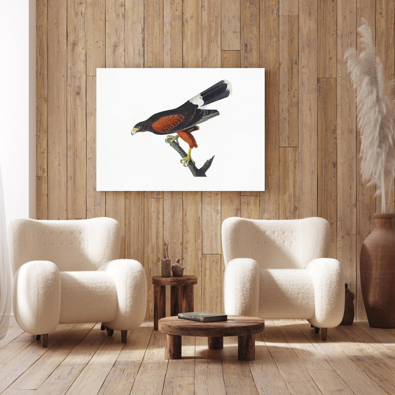 Wandbild - Falken Portrait - John James Audubon an Holzwand hinter sanften Sesseln mit Plüschbezug