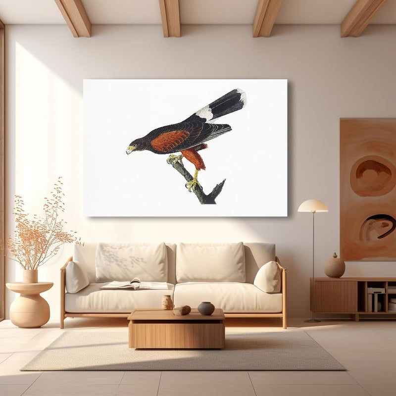 Wandbild - Falken Portrait - John James Audubon in modernem Wohnzimmer im Loft-Stil